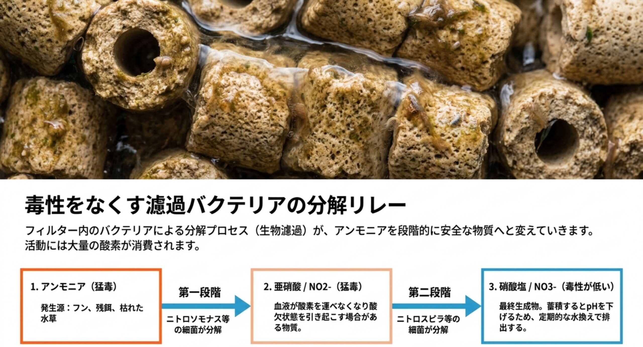 アンモニアから硝酸塩までの分解リレー アンモニアがニトロソモナス等で亜硝酸へ、さらにニトロスピラ等で硝酸塩へ変わる二段階の流れを示した図