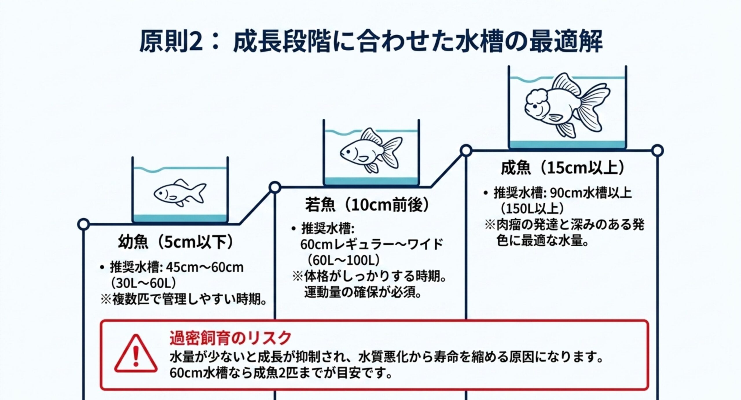 幼魚5cm以下・若魚10cm前後・成魚15cm以上の3段階で推奨水槽サイズと水量を階段状に示した図解