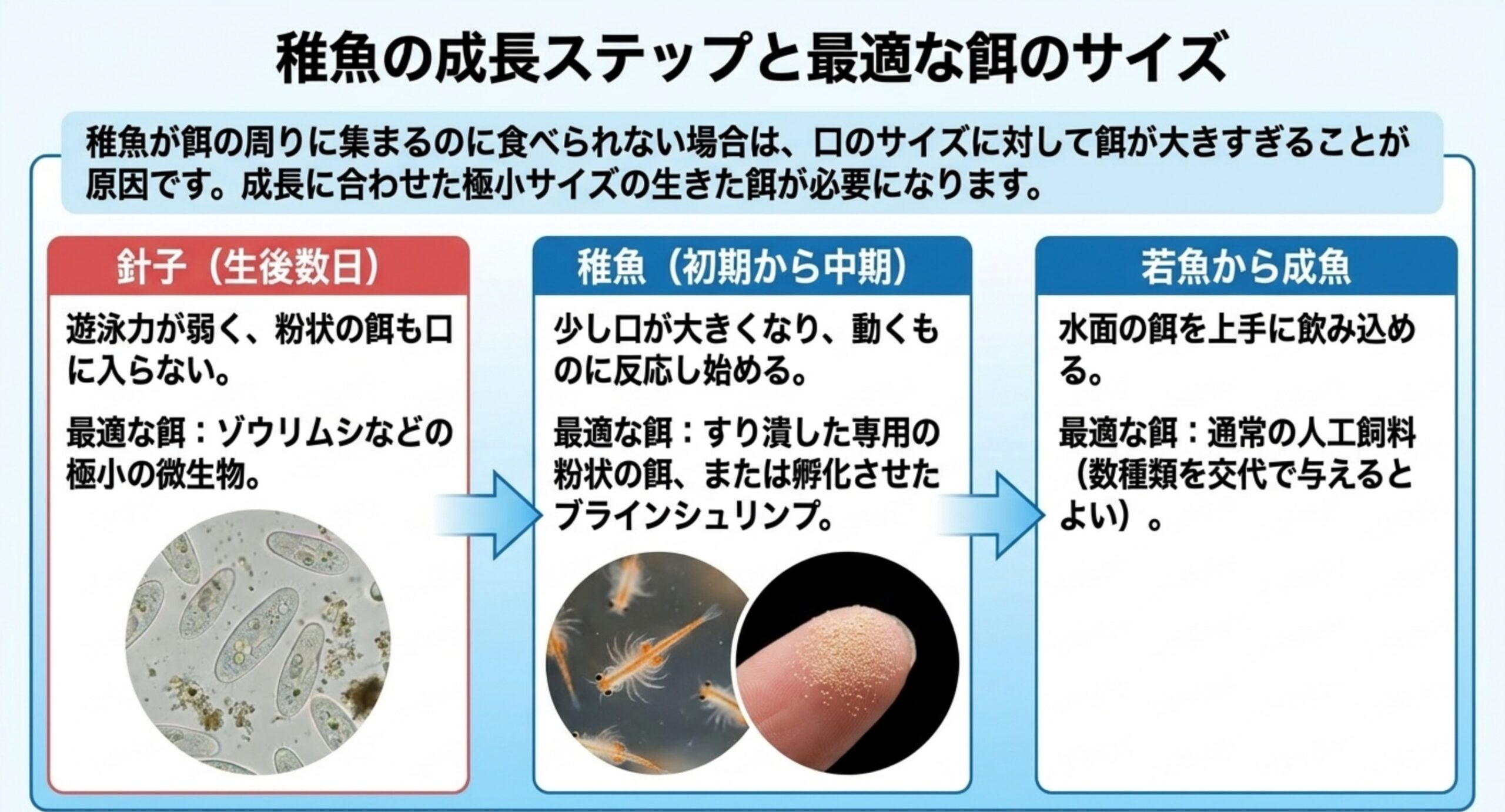 針子・稚魚・若魚の3段階ごとに、ゾウリムシからブラインシュリンプ、人工飼料へと餌を切り替える流れの図