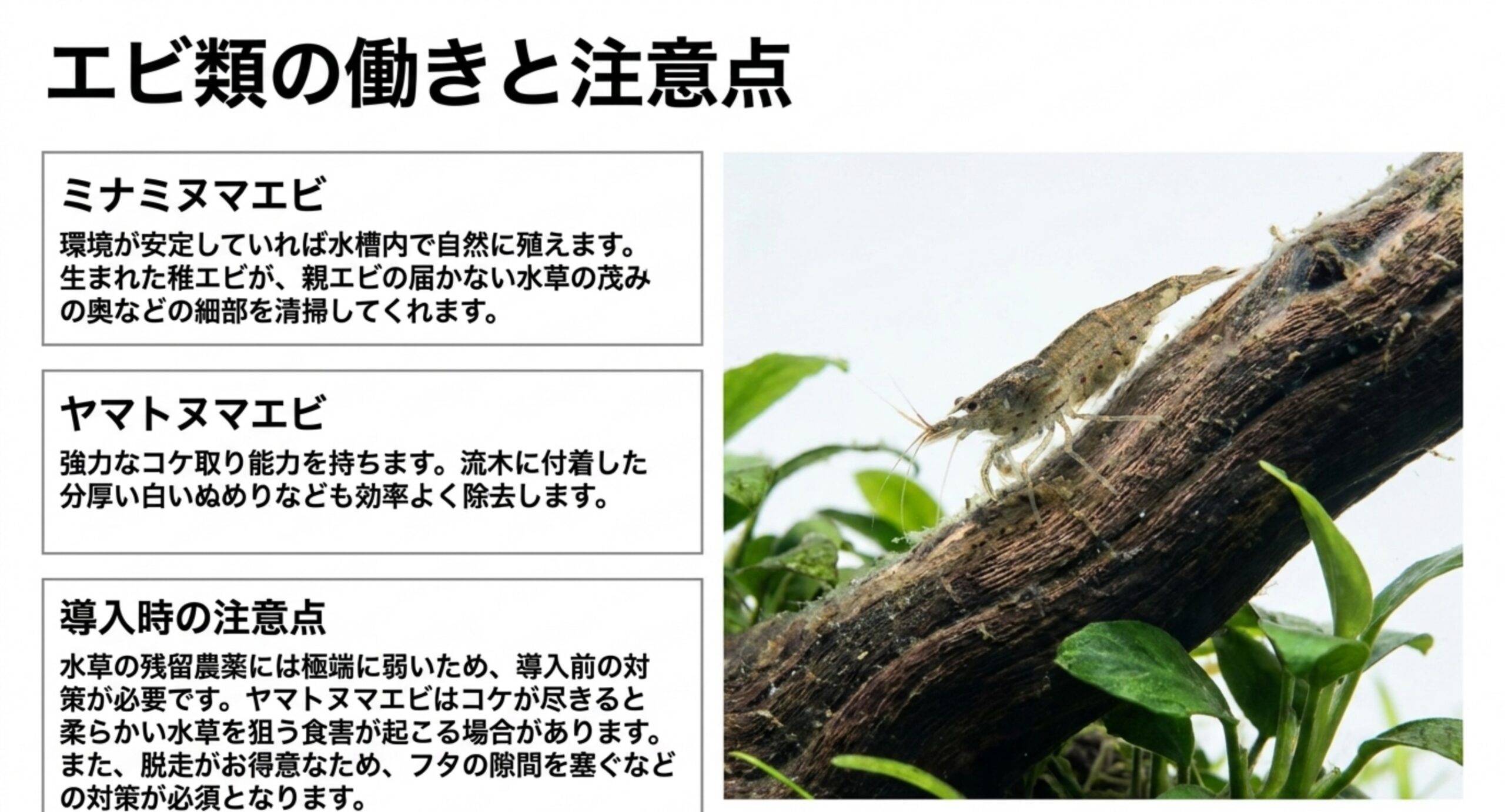 ミナミヌマエビとヤマトヌマエビの役割と注意点 ミナミヌマエビは水草の茂みの細部を、ヤマトヌマエビは流木の分厚いぬめりを掃除する。残留農薬に弱い点と脱走対策の必要性を示した図