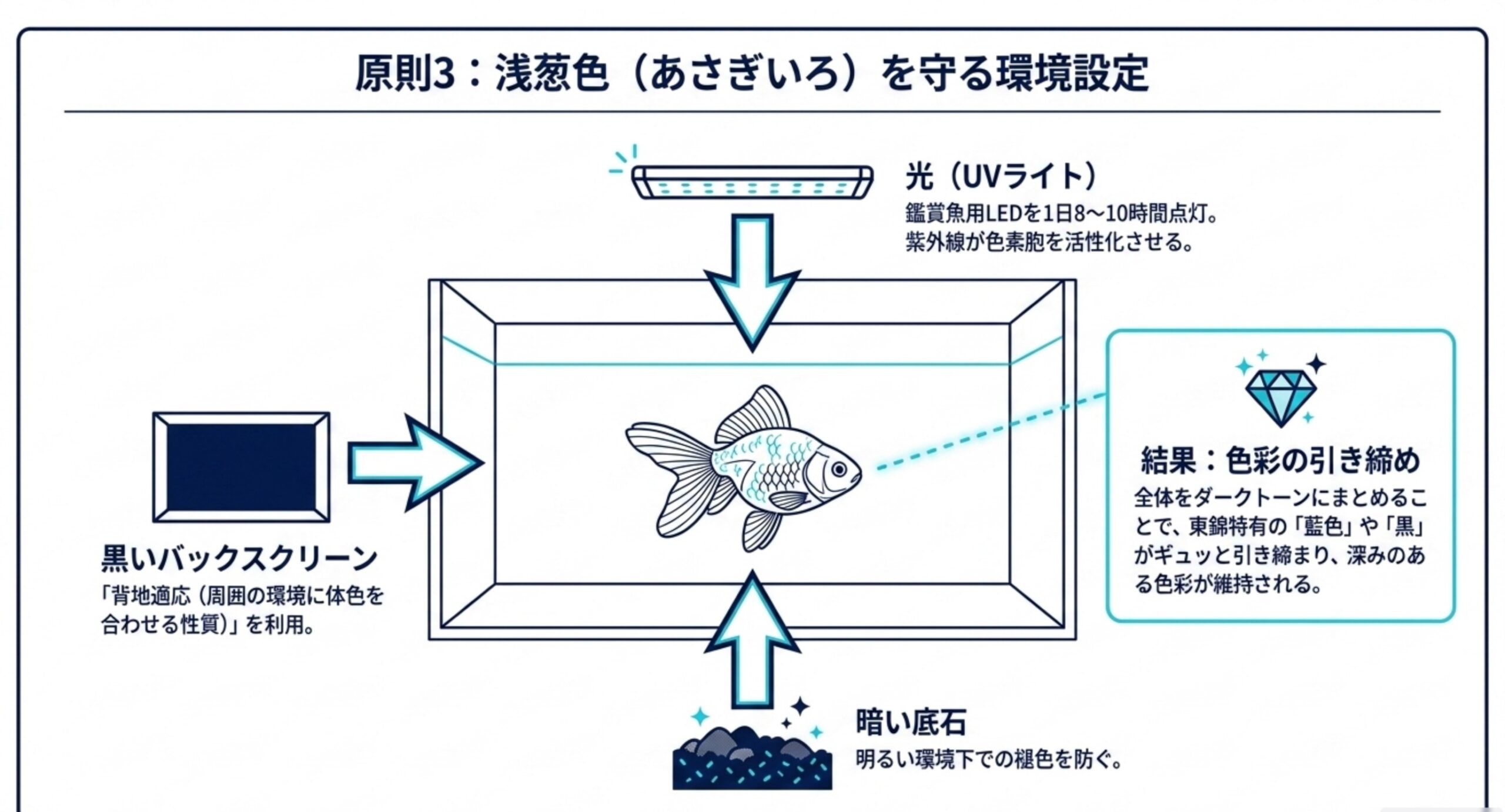 黒いバックスクリーン・鑑賞魚用ライト・暗い底石で東錦の藍色を引き締める仕組みを示した図解