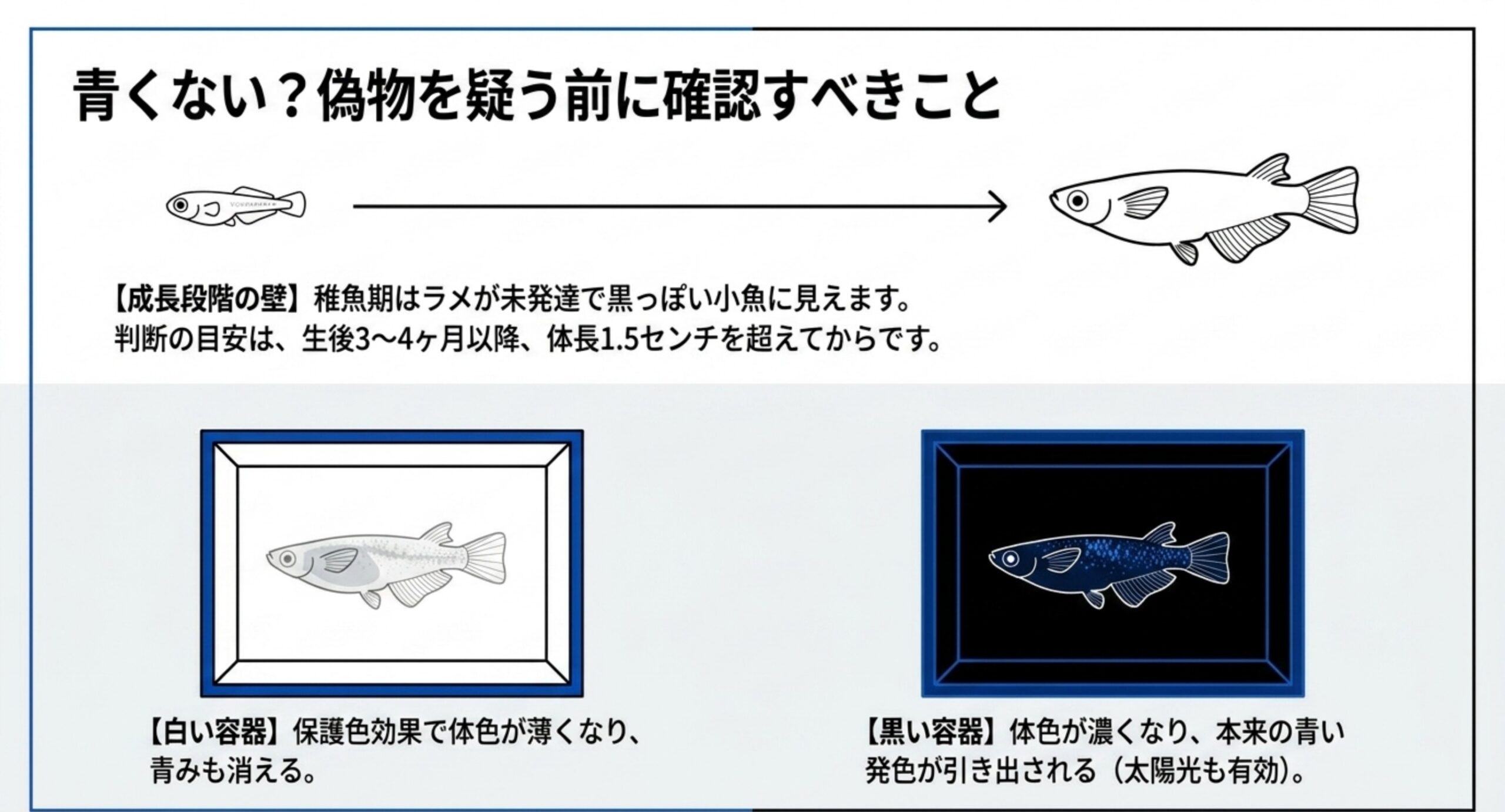稚魚期はラメが未発達なことと、白い容器では色が薄く黒い容器で青が出ることを示した図解