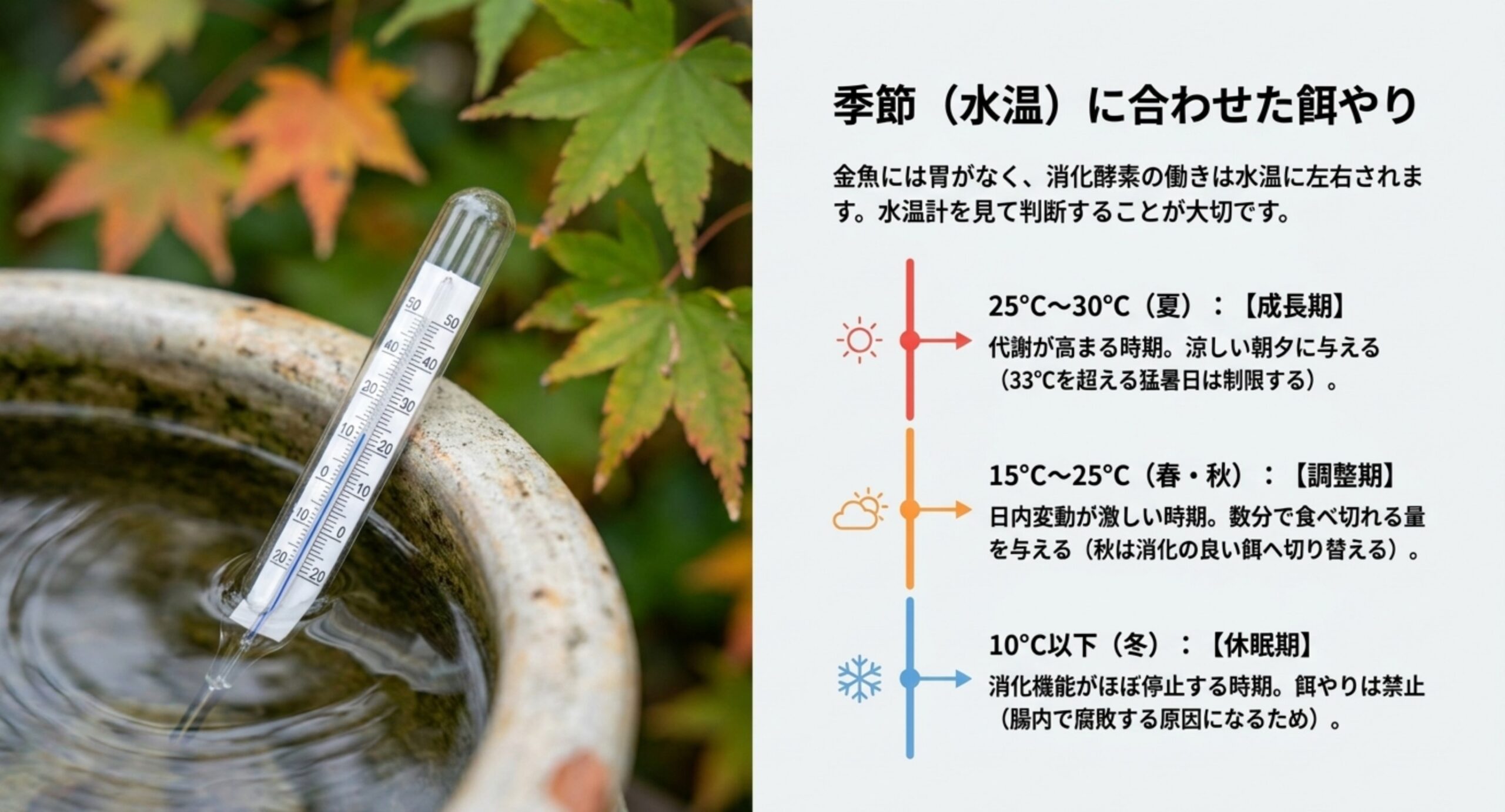 水温帯ごとの餌やりの目安 夏の成長期・春秋の調整期・冬の休眠期に分けた餌やり方針の一覧