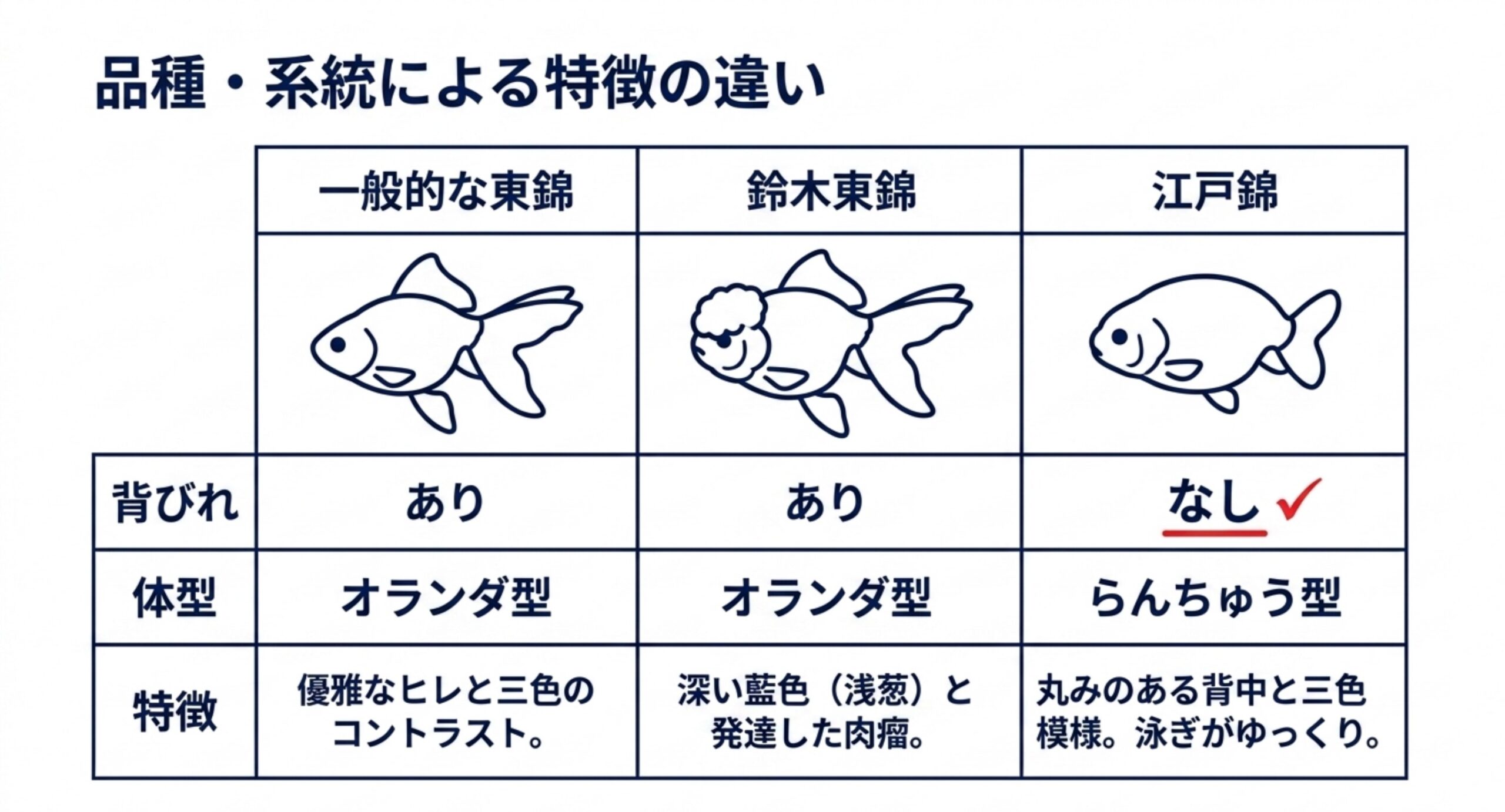 一般的な東錦と鈴木東錦と江戸錦を背びれの有無・体型・特徴で並べた比較表