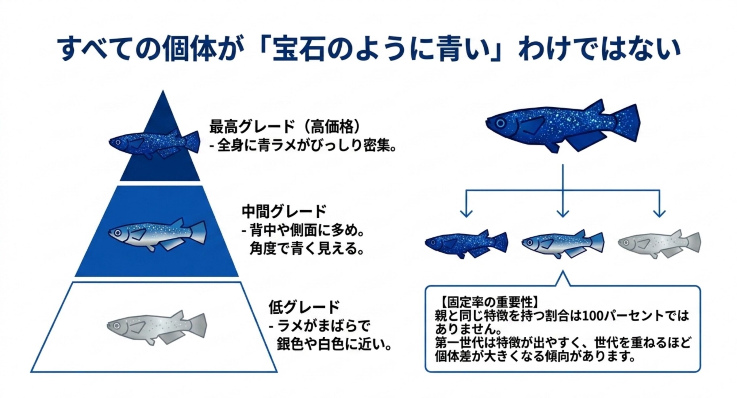 青ラメの密集度によるグレードの差と、親と同じ特徴が出る割合は100%でないことを示した図解