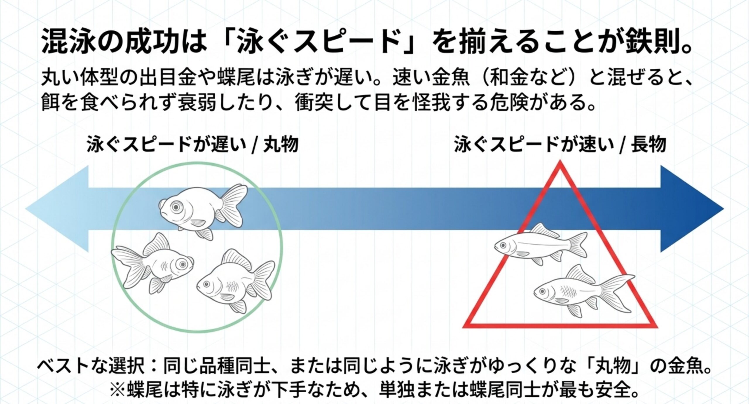 丸い体型の出目金や蝶尾と、泳ぎの速い和金型を混ぜると餌が取れず衰弱することを示した図解