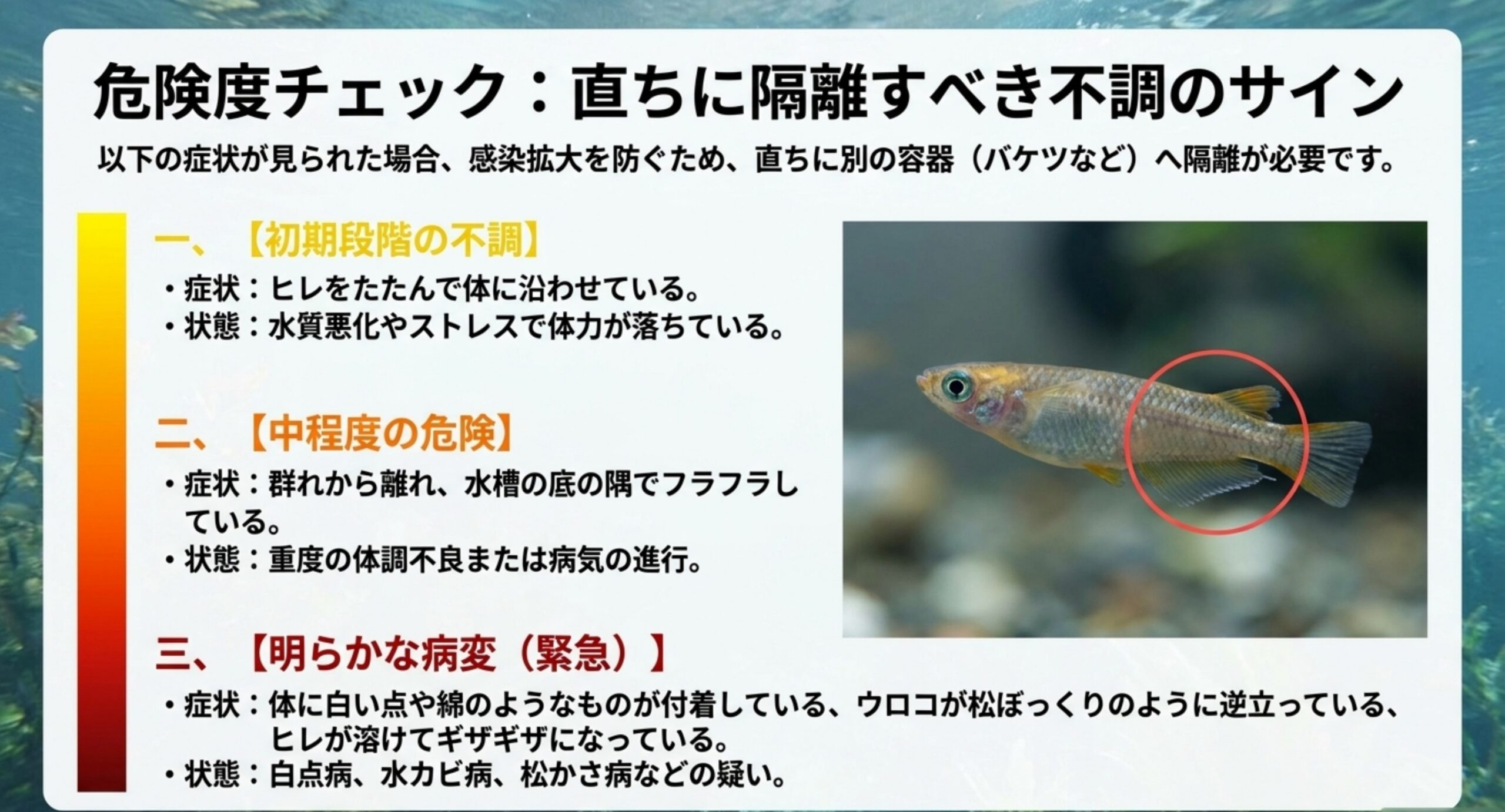 ヒレをたたむ初期段階から白点や松かさなどの明らかな病変まで、危険度を3段階に分けて示した隔離判断の図