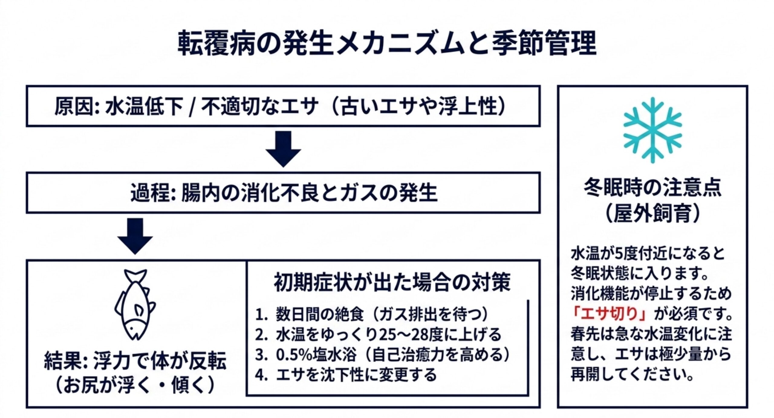 水温低下や不適切なエサから転覆に至る流れと、初期症状が出た場合の4つの対策をまとめた図解
