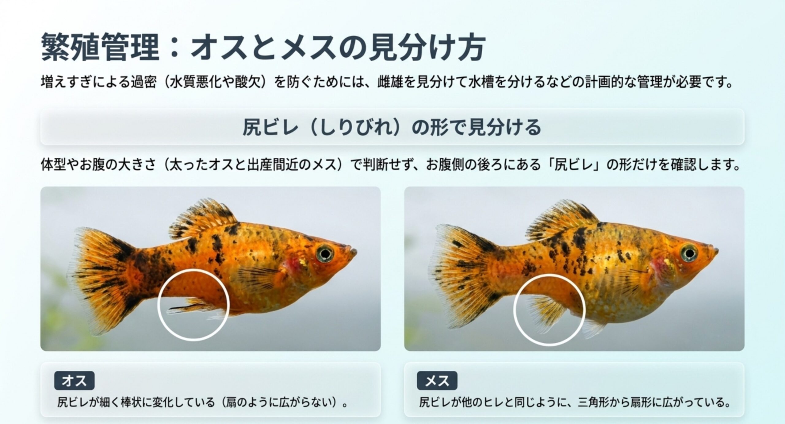 オスは尻ビレが細く棒状に変化し、メスは三角形から扇形に広がることを2枚の写真で対比した図のスライド