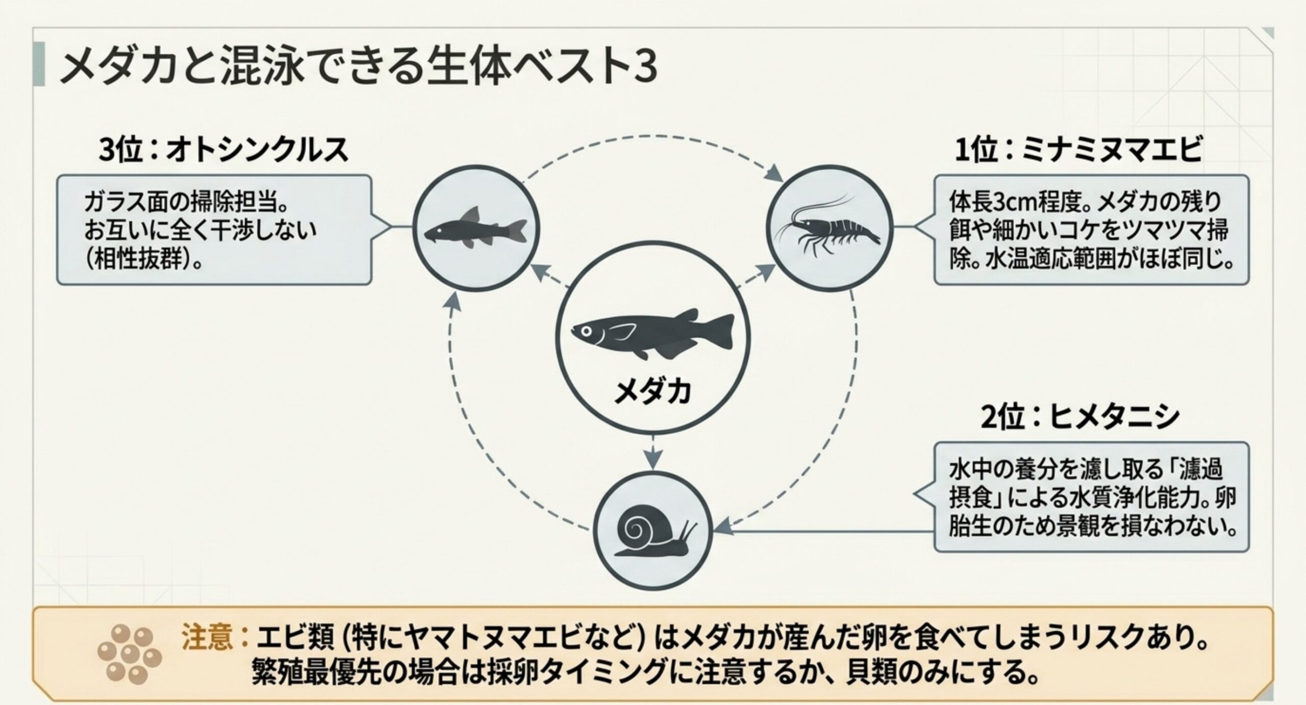 メダカと混泳できる生体ベスト3 メダカと混泳しやすい生体として体長3cm程度のミナミヌマエビ、濾過摂食を行うヒメタニシ、ガラス面担当のオトシンクルスを挙げ、エビ類はメダカの卵を食べるリスクがあることを注記した関係図