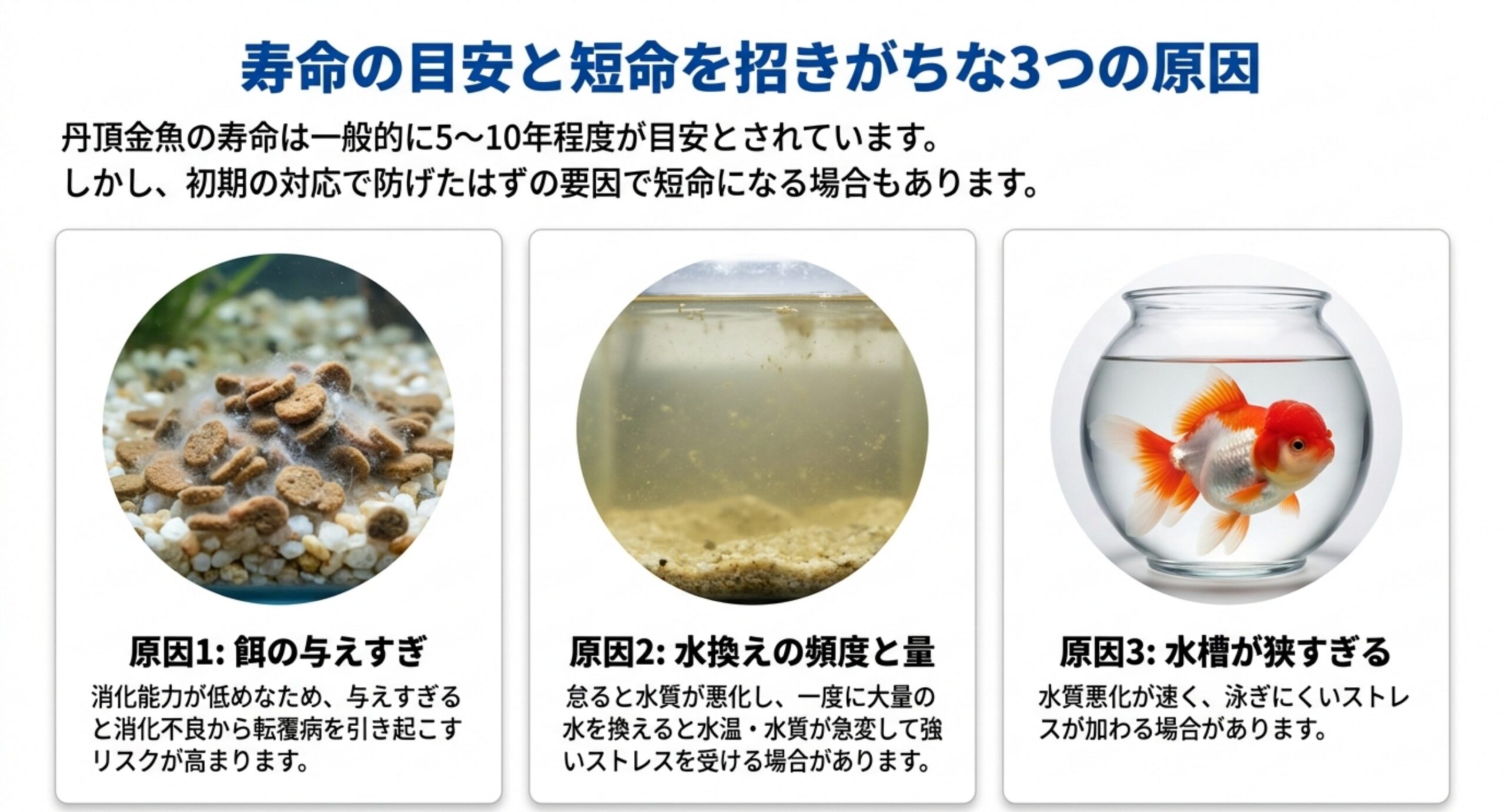 寿命の目安と短命の3原因 丹頂金魚の寿命5〜10年という目安と、餌の与えすぎ・水換えの頻度と量・水槽の狭さという短命を招きがちな3つの原因を並べたスライド