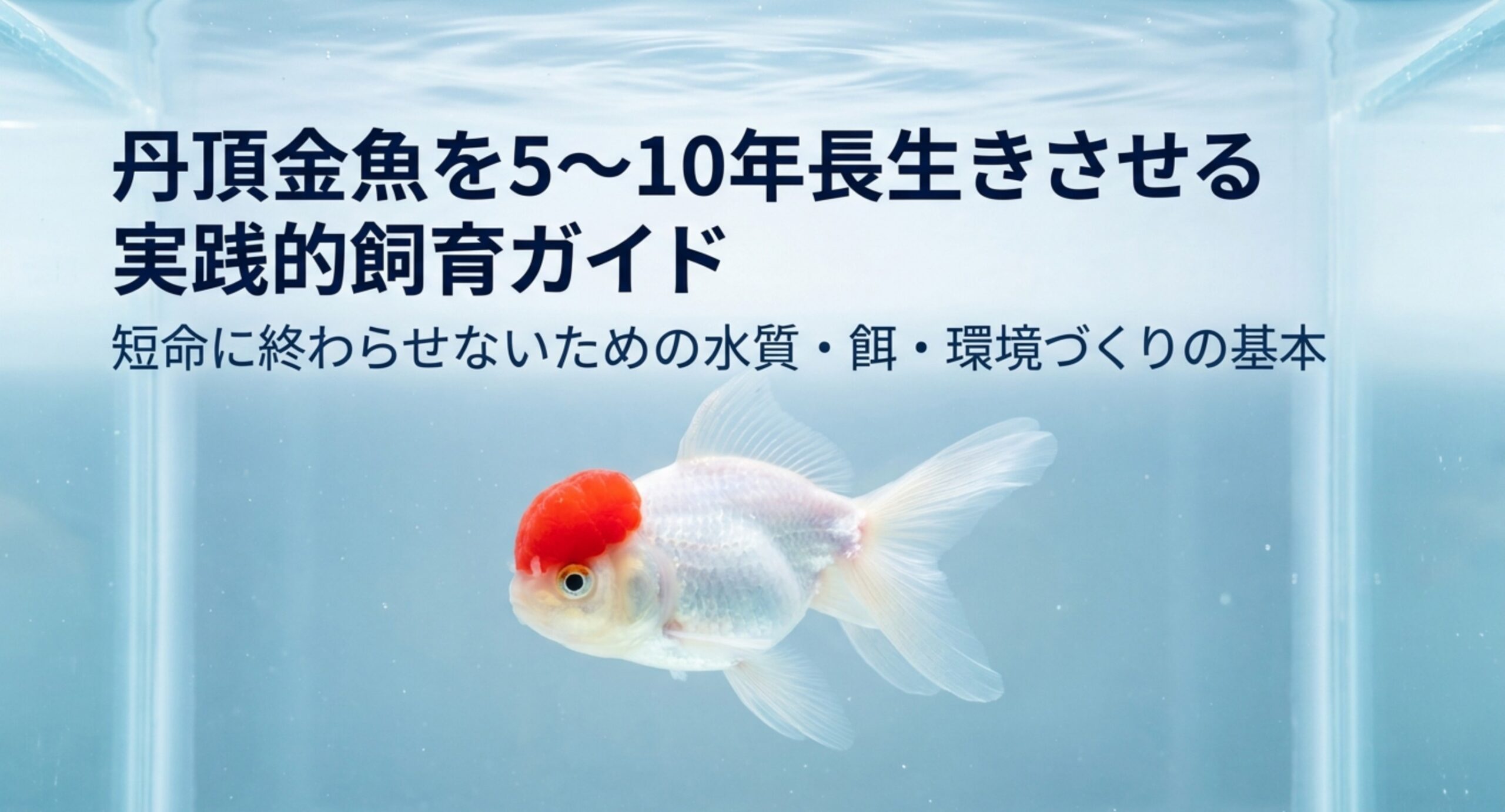 水槽を泳ぐ丹頂金魚の写真に「丹頂金魚を5〜10年長生きさせる実践的飼育ガイド」と記した表紙スライド