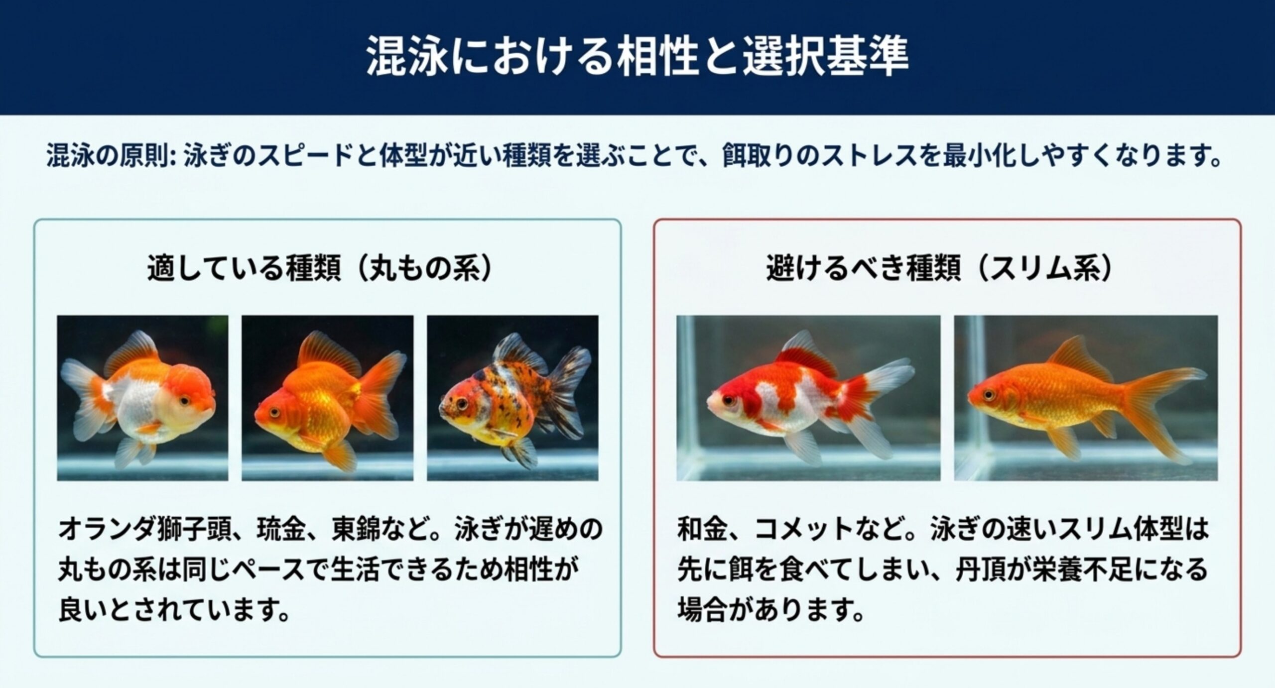 混泳の相性と選び方 泳ぎが遅めの丸もの系は相性がよく、和金やコメットなど泳ぎの速いスリム系は餌の取り合いになりやすいことを写真で比較したスライド