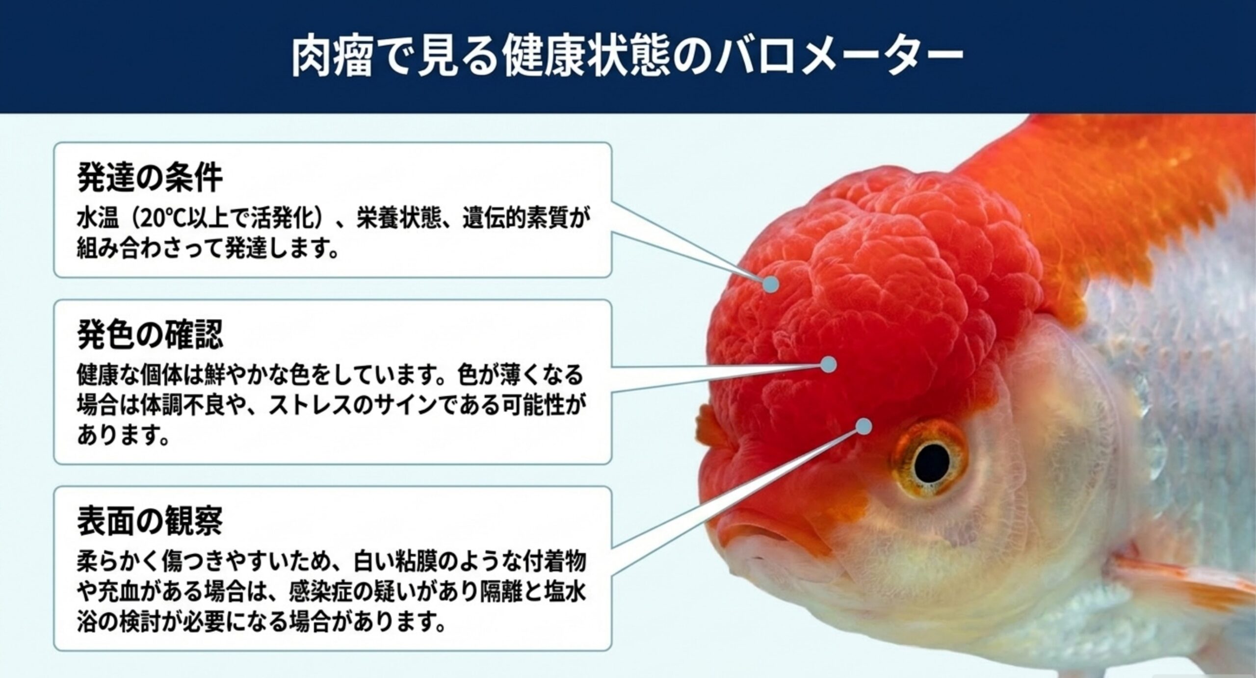 肉瘤で見る健康状態 丹頂金魚の肉瘤について、発達の条件と発色の確認、表面の観察という3つの健康チェック項目を示したスライド