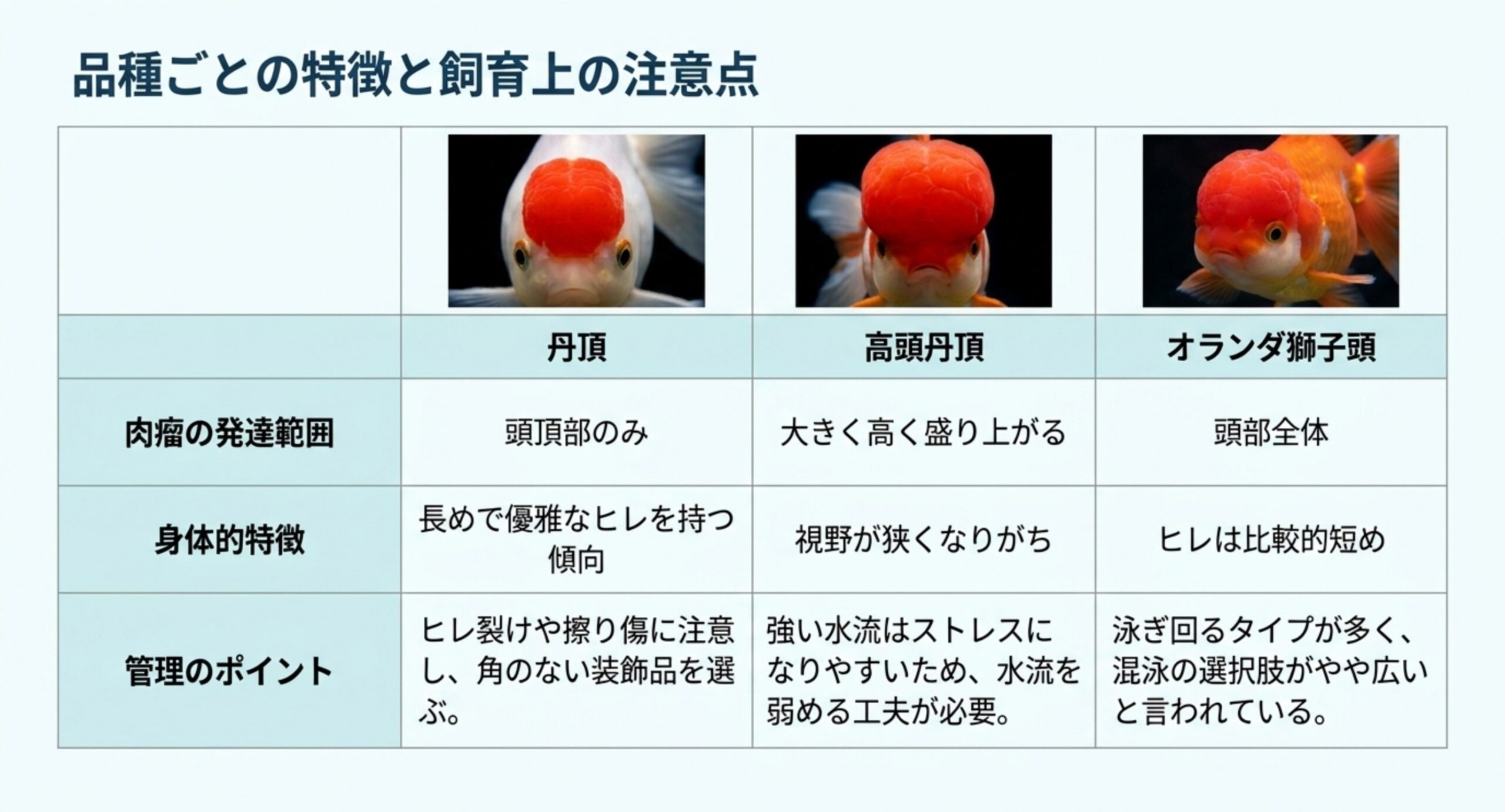 品種ごとの特徴と注意点 丹頂・高頭丹頂・オランダ獅子頭について、肉瘤の発達範囲と身体的特徴、管理のポイントを比較した表のスライド