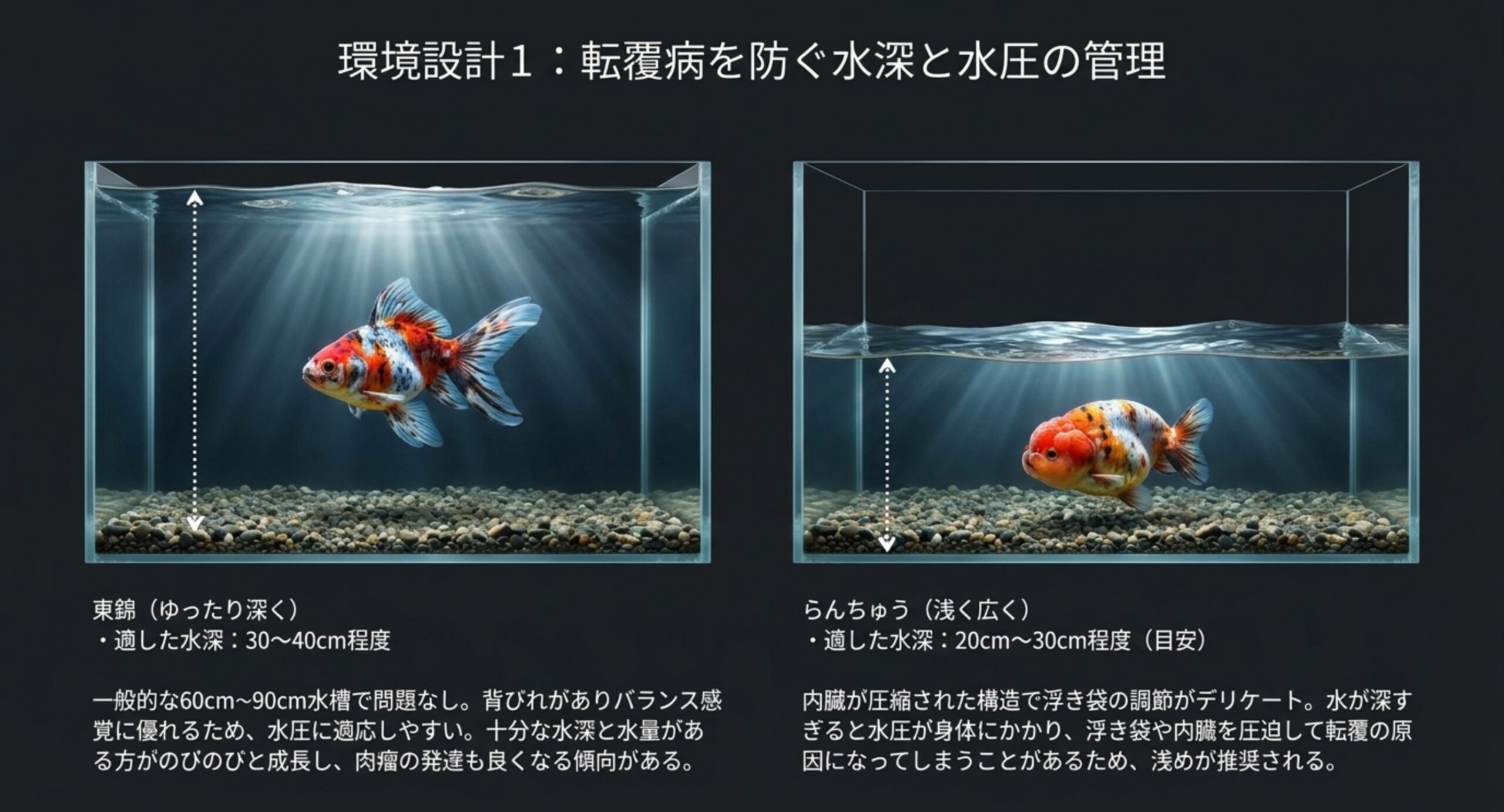 東錦向けの深めの水槽とらんちゅう向けの浅めの水槽を並べ、それぞれに適した水深の目安と理由を示したスライド