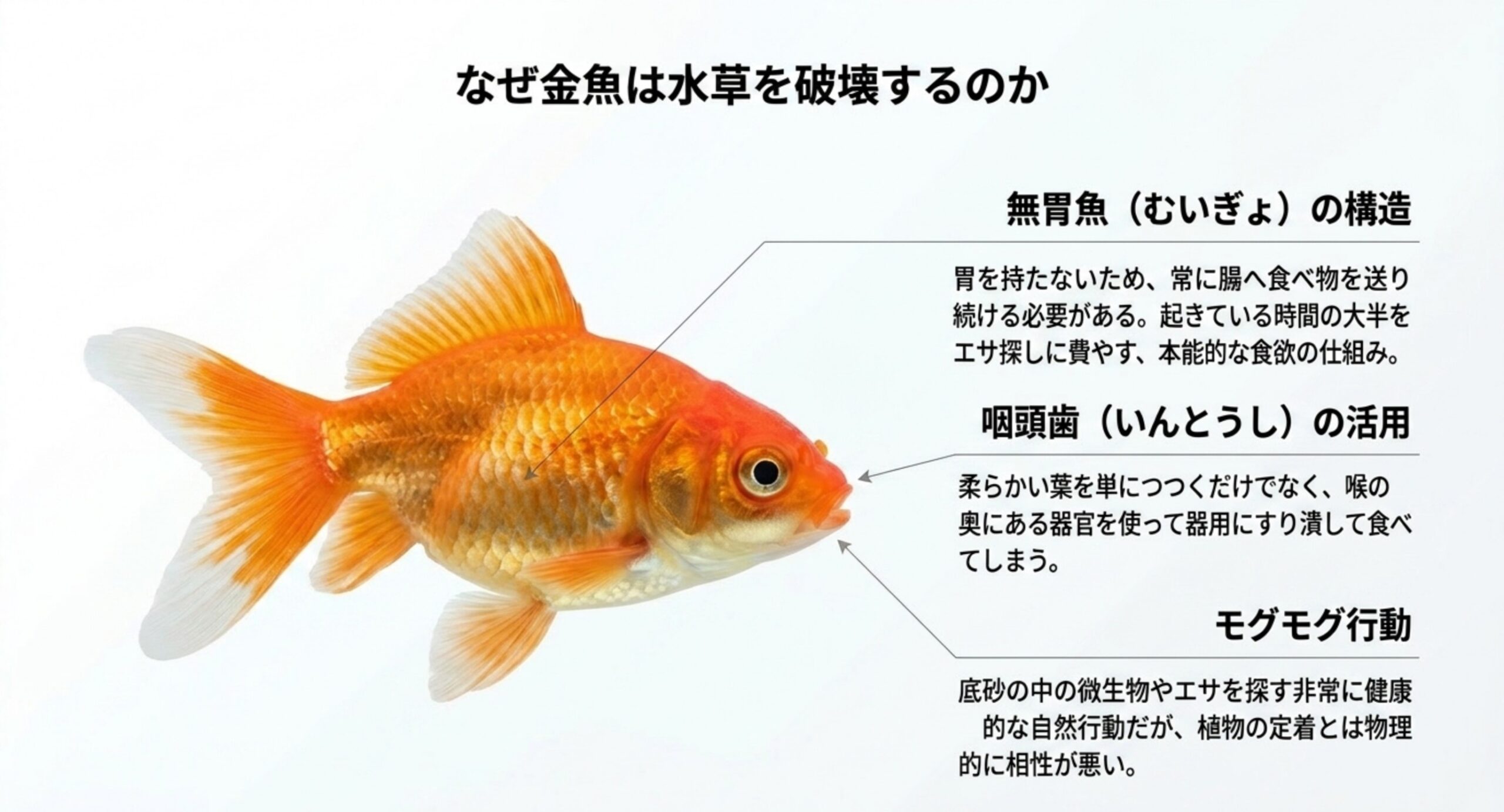 胃を持たない体の構造と咽頭歯、底砂をつつく習性という、金魚が水草を食べたり傷めたりする理由を示したスライド