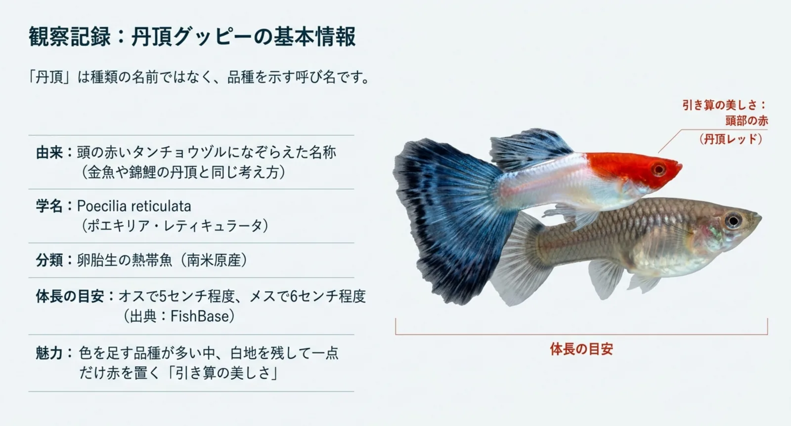 丹頂という名の由来、学名、分類、体長の目安をまとめた図版
