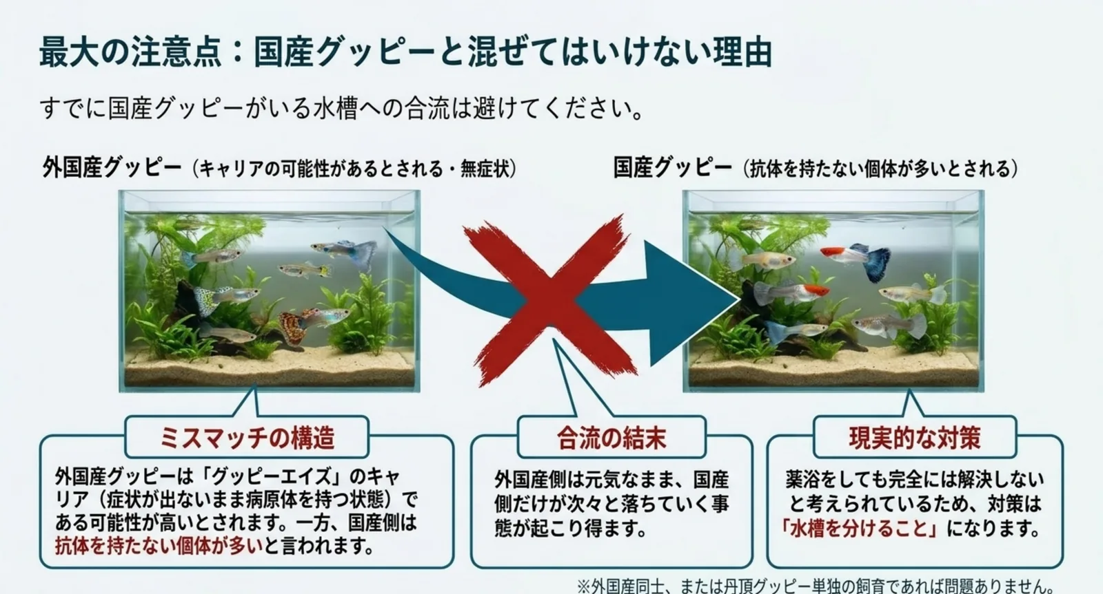 外国産グッピーの水槽から国産グッピーの水槽への合流に×印を付け、グッピーエイズの構造を説明した図版