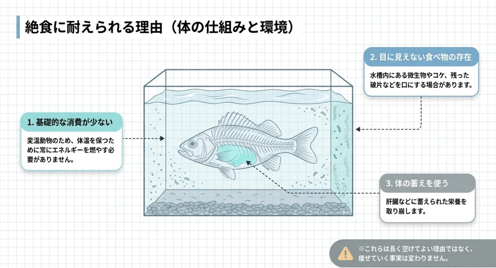 変温動物で基礎的な消費が少ないこと、水槽内の微生物やコケを口にすること、肝臓の蓄えを使うことという3つの理由を魚の断面図に示したスライド