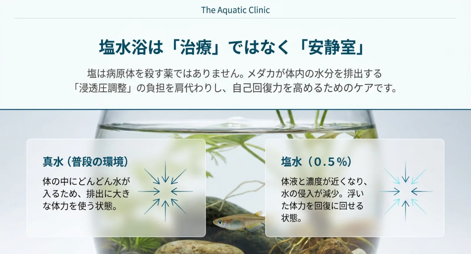 真水では体内へ水が入り続けて排出に体力を使うのに対し、0.5%の塩水では水の侵入が減って体力を回復に回せることを矢印で比較した図
