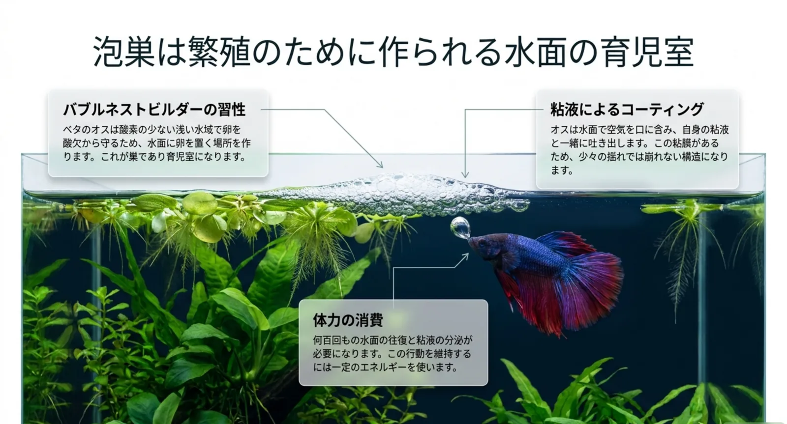 ベタのオスが粘液で泡巣をつくるしくみと、体力を使う理由を示した図