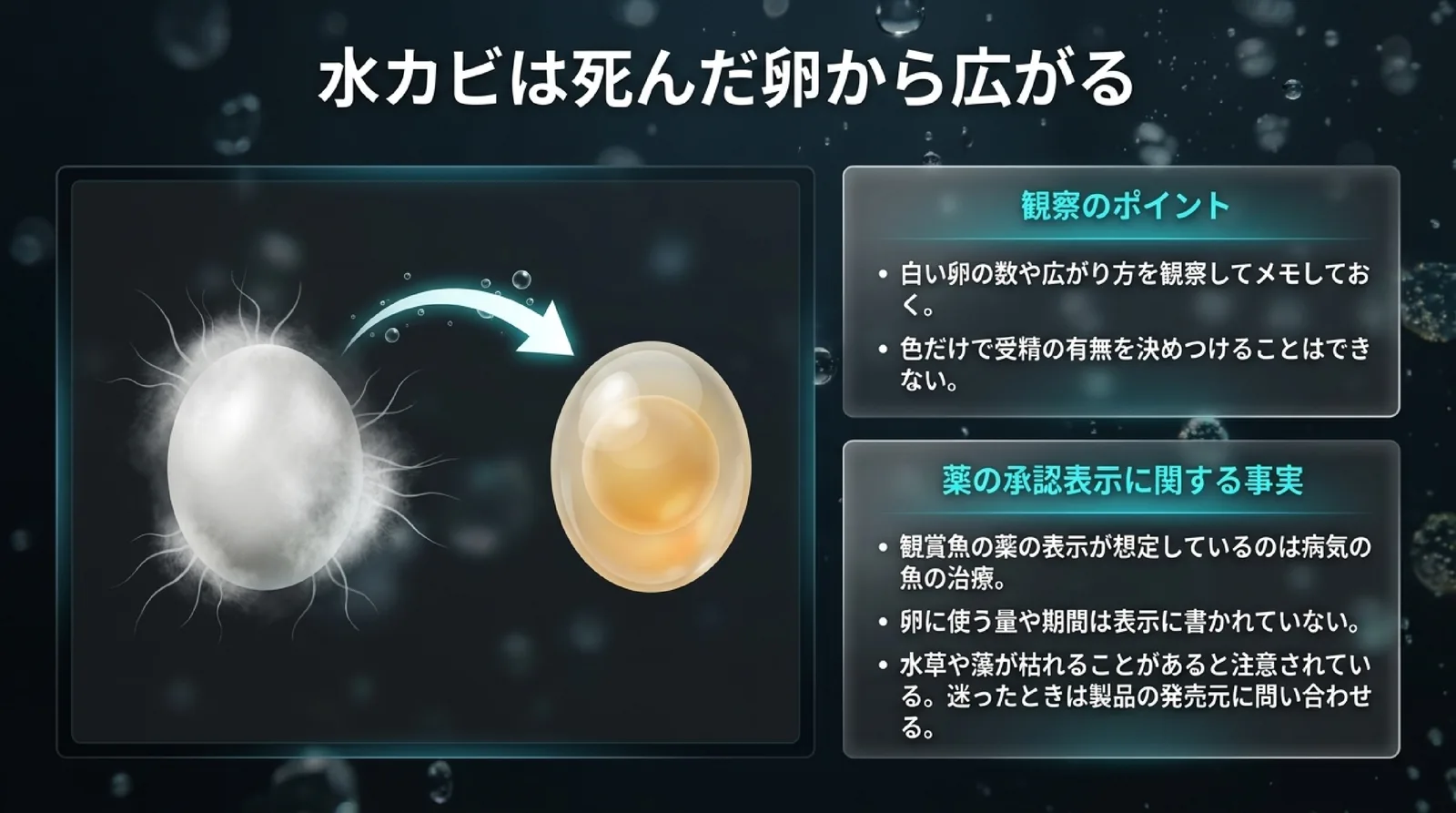 白く綿のようになった卵から水カビが広がることと、色だけで受精の有無を決めつけないこと、観賞魚の薬の表示は卵に使う量や期間を示していないことを示したスライド