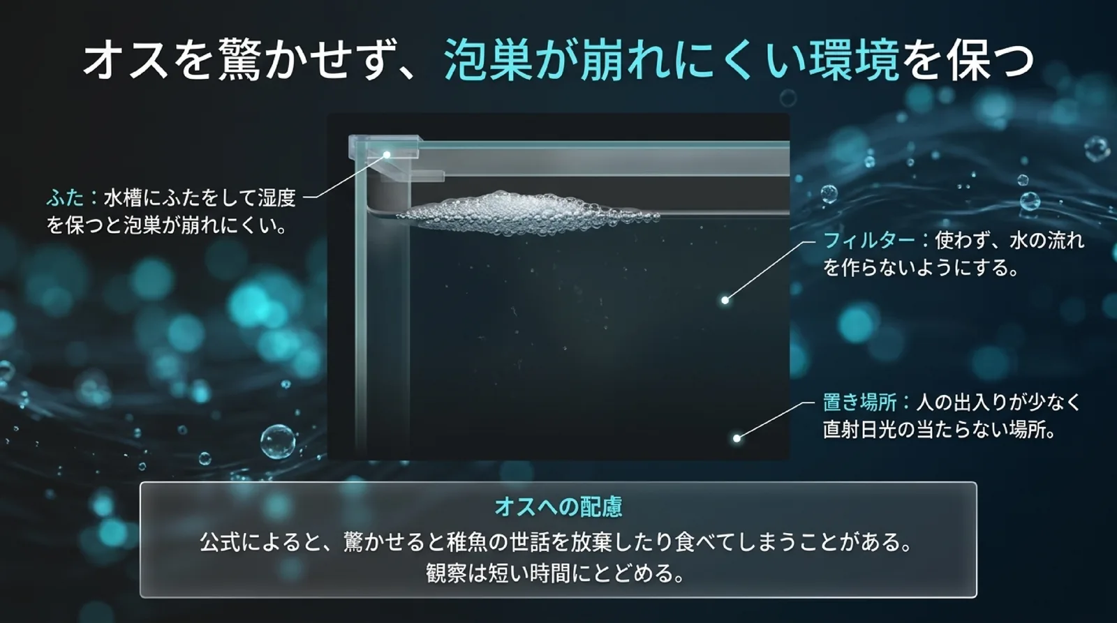 ふたで湿度を保つと泡巣が崩れにくいこと、水の流れを作らないこと、人の出入りが少ない場所に置くことと、驚いたオスが卵や稚魚を食べることがあると示したスライド