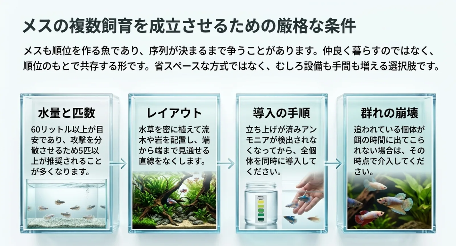 水量60リットル以上・5匹以上・密なレイアウト・同時導入というメスの群れの条件の図