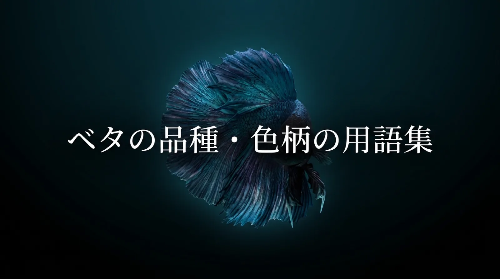 ベタの品種・色柄の用語集｜ヒレ・色・模様の種類一覧と出典ごとの意味