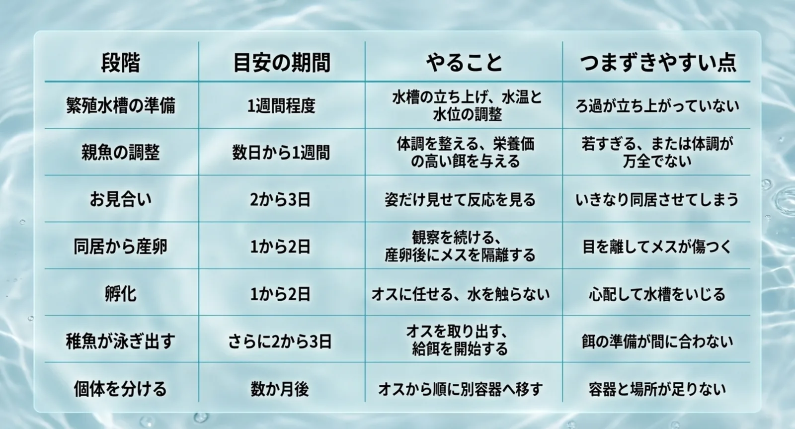 繁殖水槽の準備から個体を分けるまで、段階ごとの期間とつまずきやすい点をまとめた表