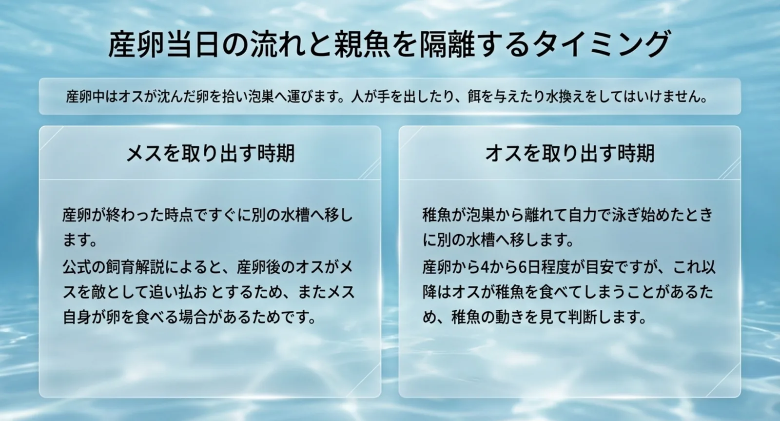 産卵直後にメスを、稚魚が泳ぎ始めたらオスを取り出すという隔離の目安を示した図