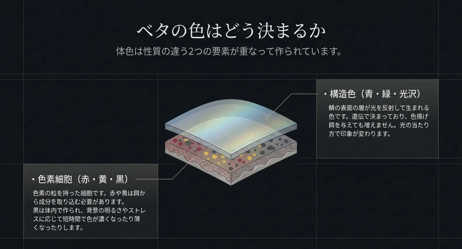 色素細胞と構造色という2つの層から、ベタの体色が決まるしくみを示した図
