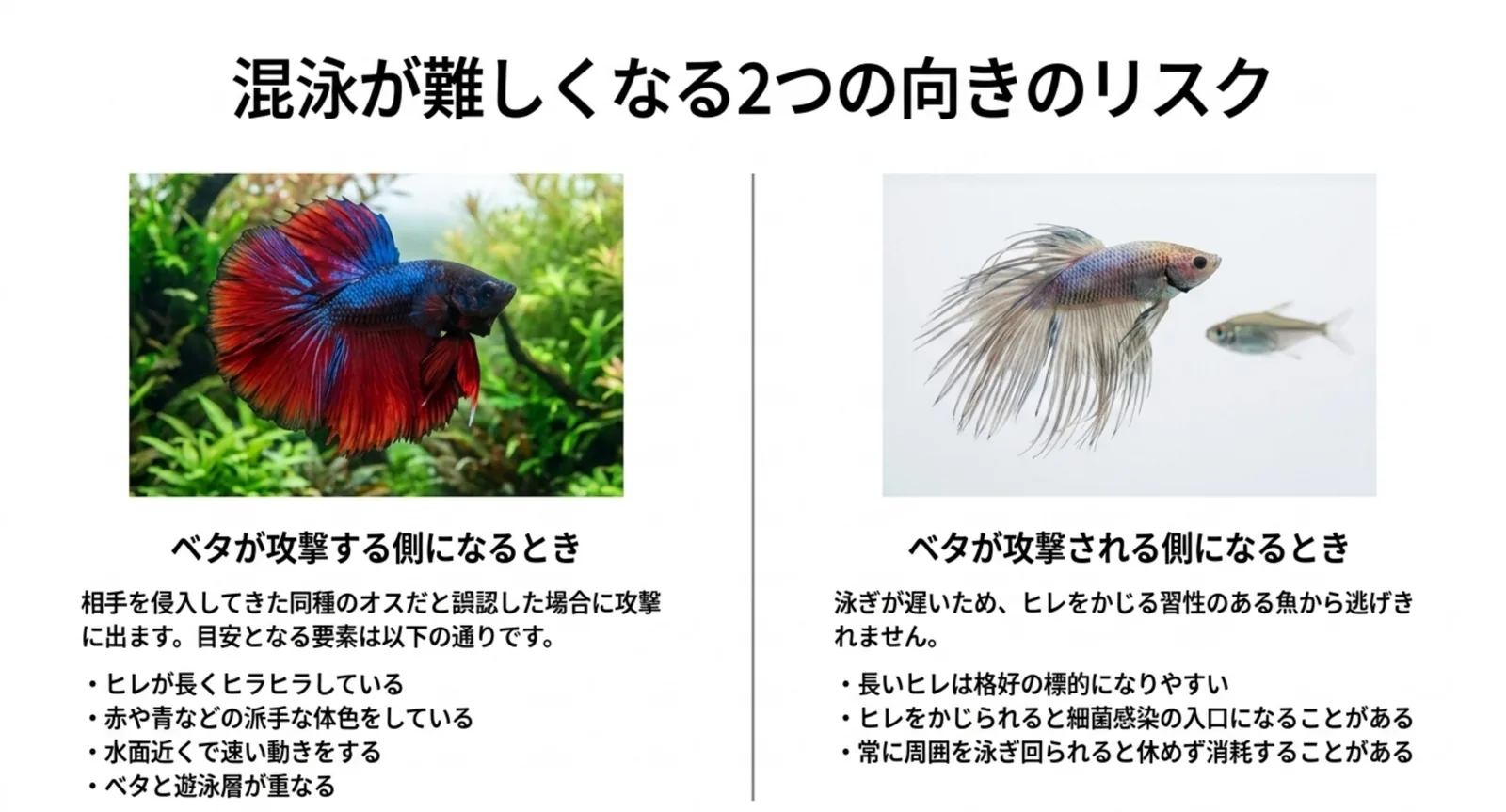 ベタが攻撃する側になる場合と、ヒレをかじられる側になる場合を並べた図