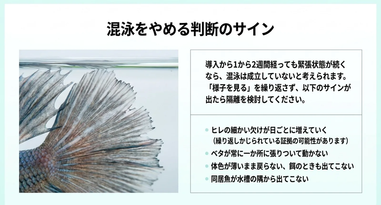 ヒレの欠けが増える・体色が戻らないなど、混泳をやめる判断のサインをまとめた図