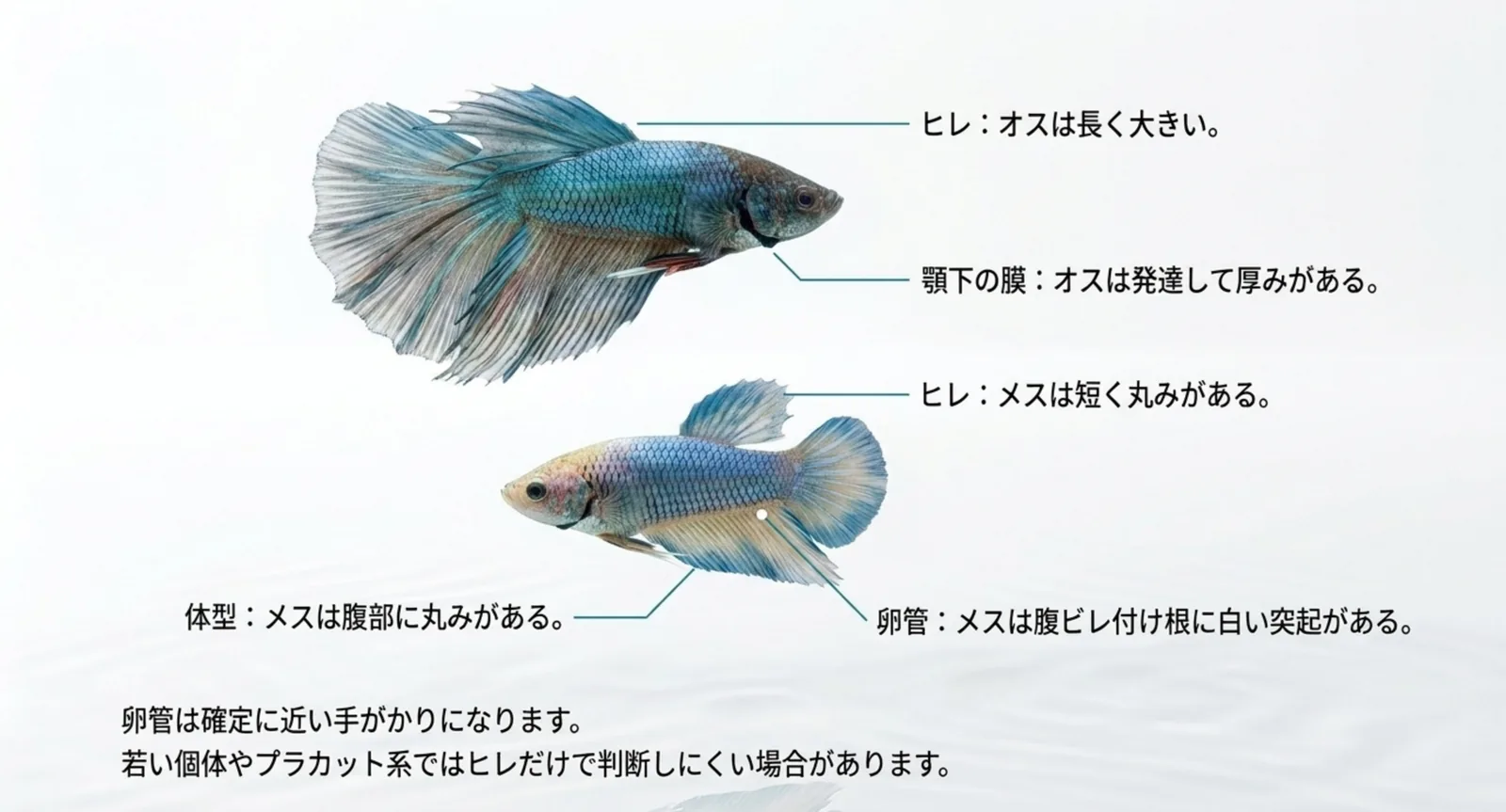 ヒレ・体型・卵管・顎下の膜という4か所から、ベタのオスとメスを見分ける図