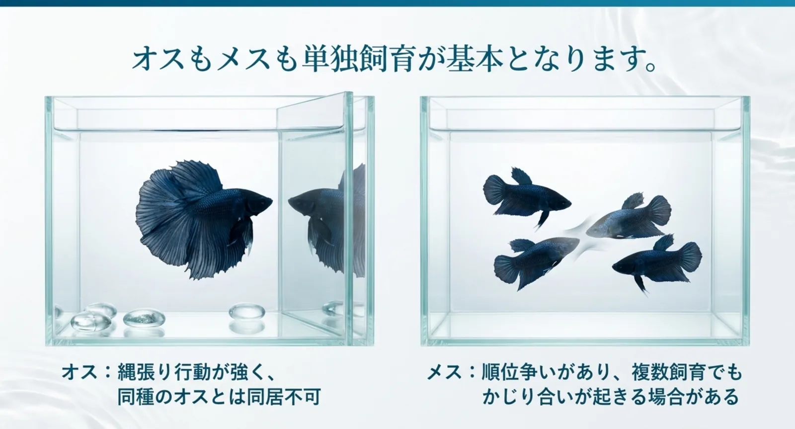 オスの縄張り行動とメスの順位争いを並べ、単独飼育が基本になる理由を示した図