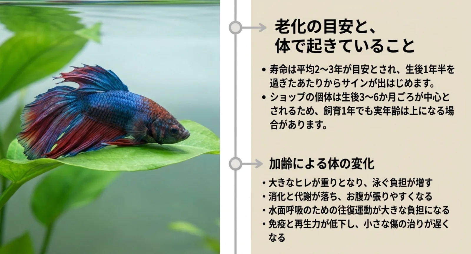 ベタの寿命2〜3年という目安と、加齢で起きるヒレ・消化・免疫の変化をまとめた図