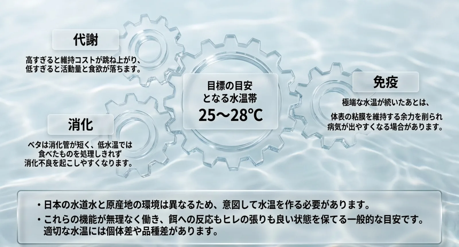 代謝・消化・免疫の3つの面から、ベタの目標水温25〜28℃を説明した図
