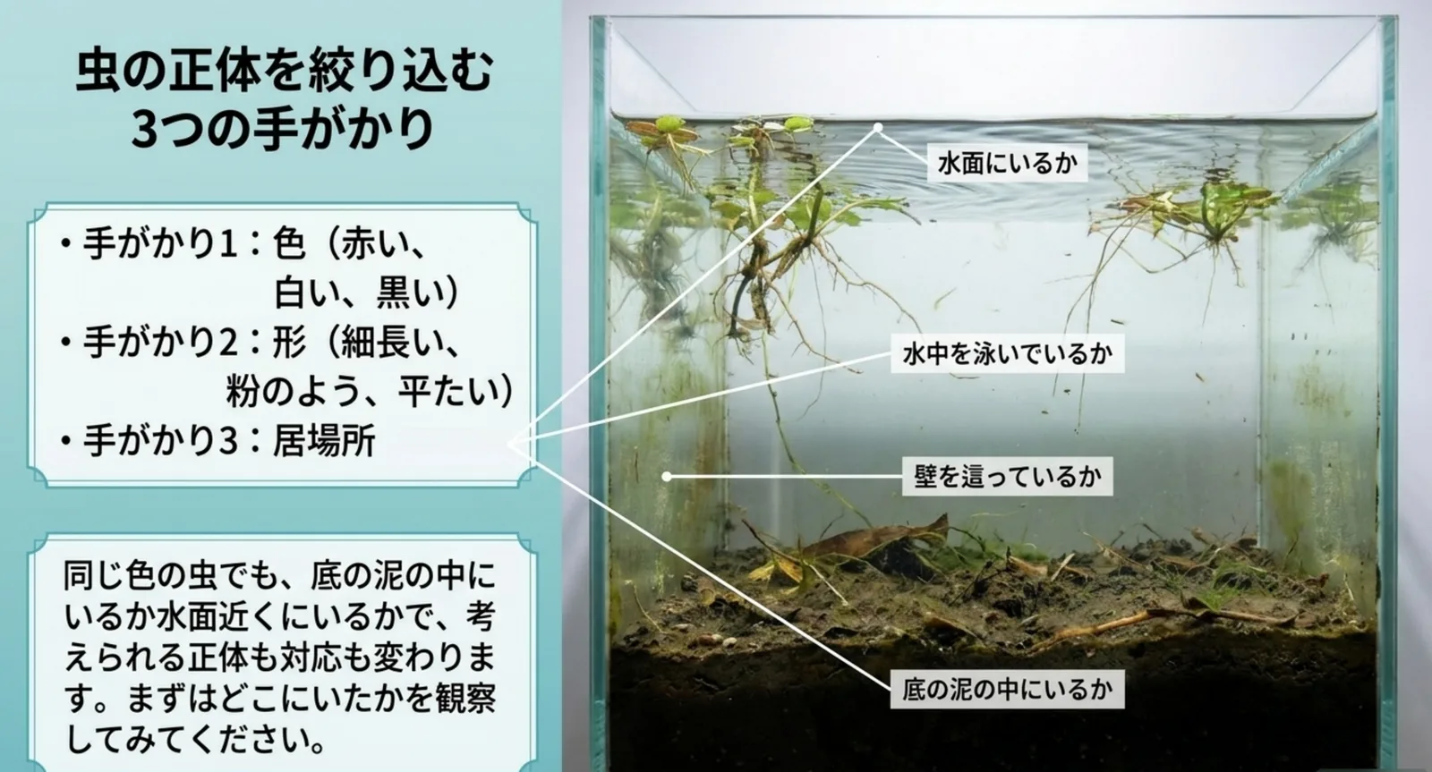 色・形・居場所の3つの手がかりと、水面・水中・壁・底の泥という観察ポイントを示したスライド