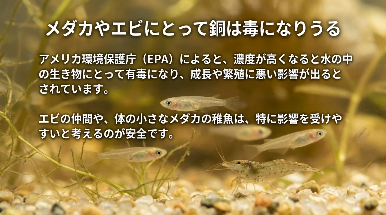 銅は濃度が高くなると水の中の生き物に有毒になり、エビやメダカの稚魚は特に影響を受けやすいことを示す図解