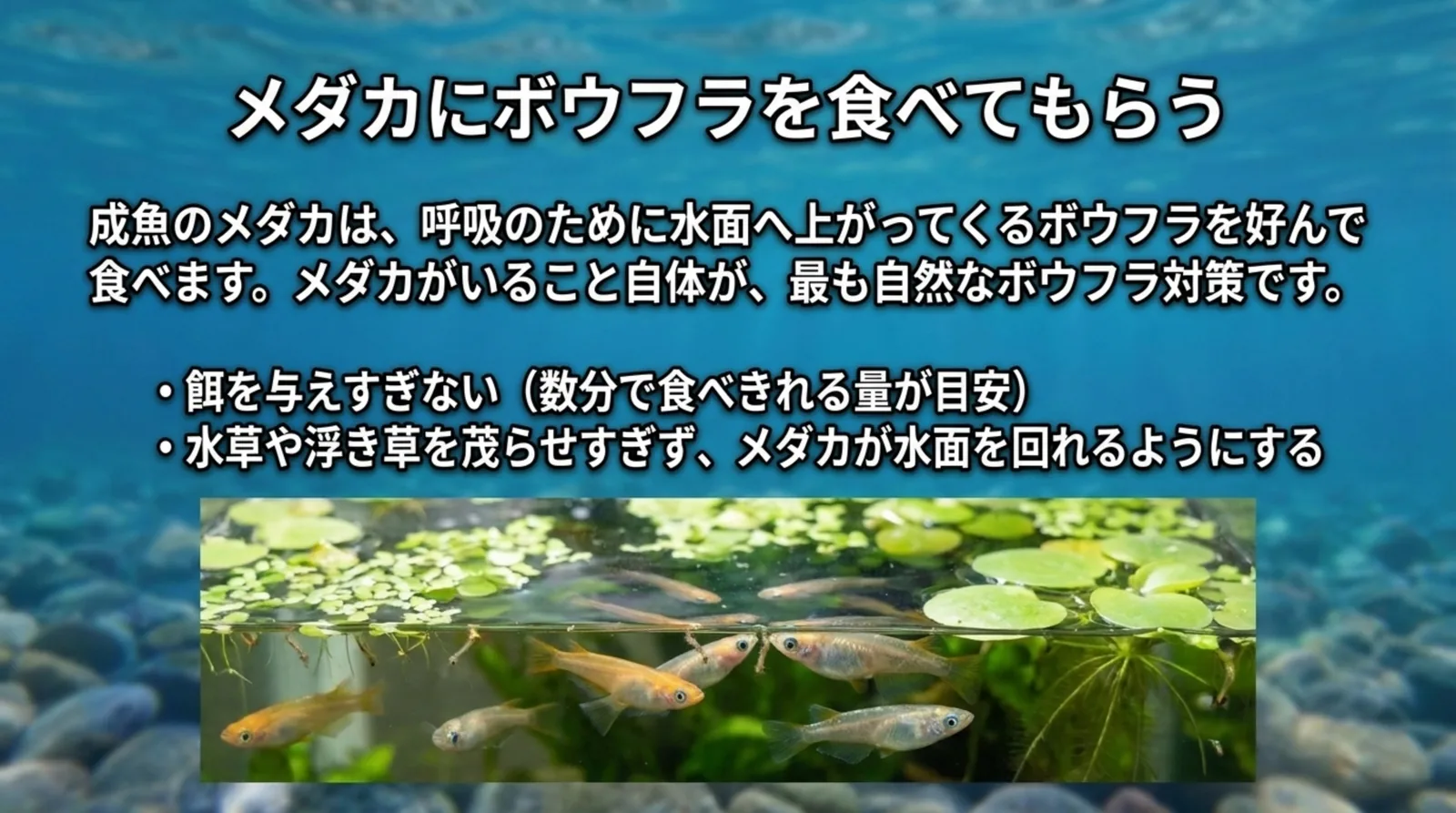 成魚のメダカにボウフラを食べてもらうコツとして、餌を与えすぎないことと浮き草を茂らせすぎないことをまとめた図解
