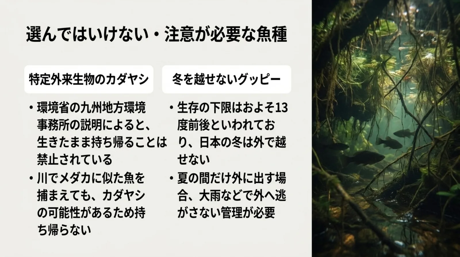 特定外来生物で持ち帰れないカダヤシと、冬を外で越せないグッピーの注意点を並べたスライド