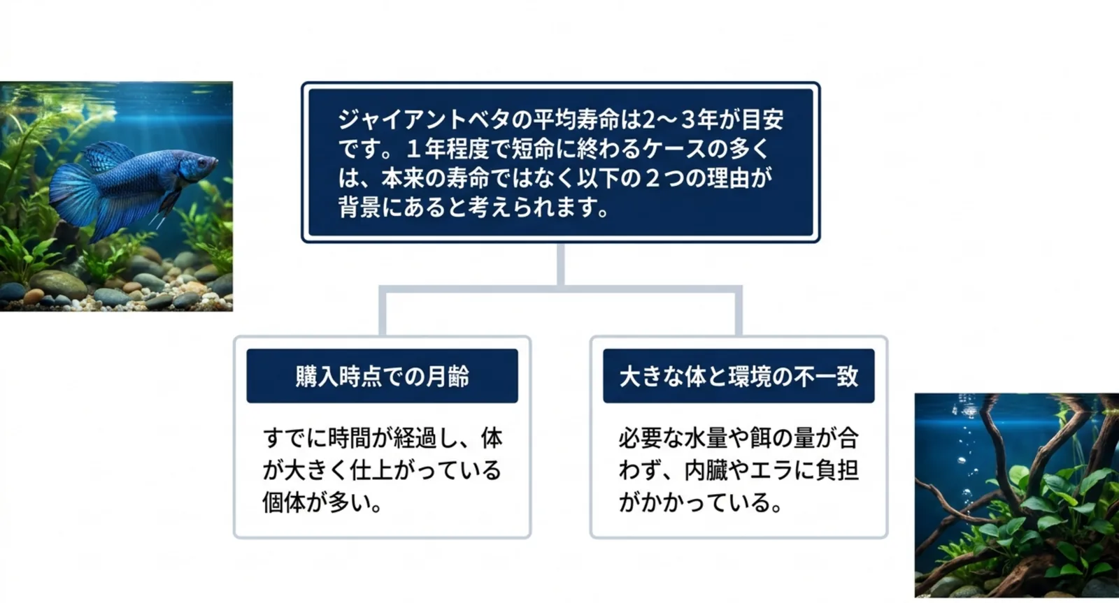 平均寿命2〜3年という目安と、短命に終わる背景にある購入時点の月齢・大きな体と環境の不一致という2つの理由を示した図