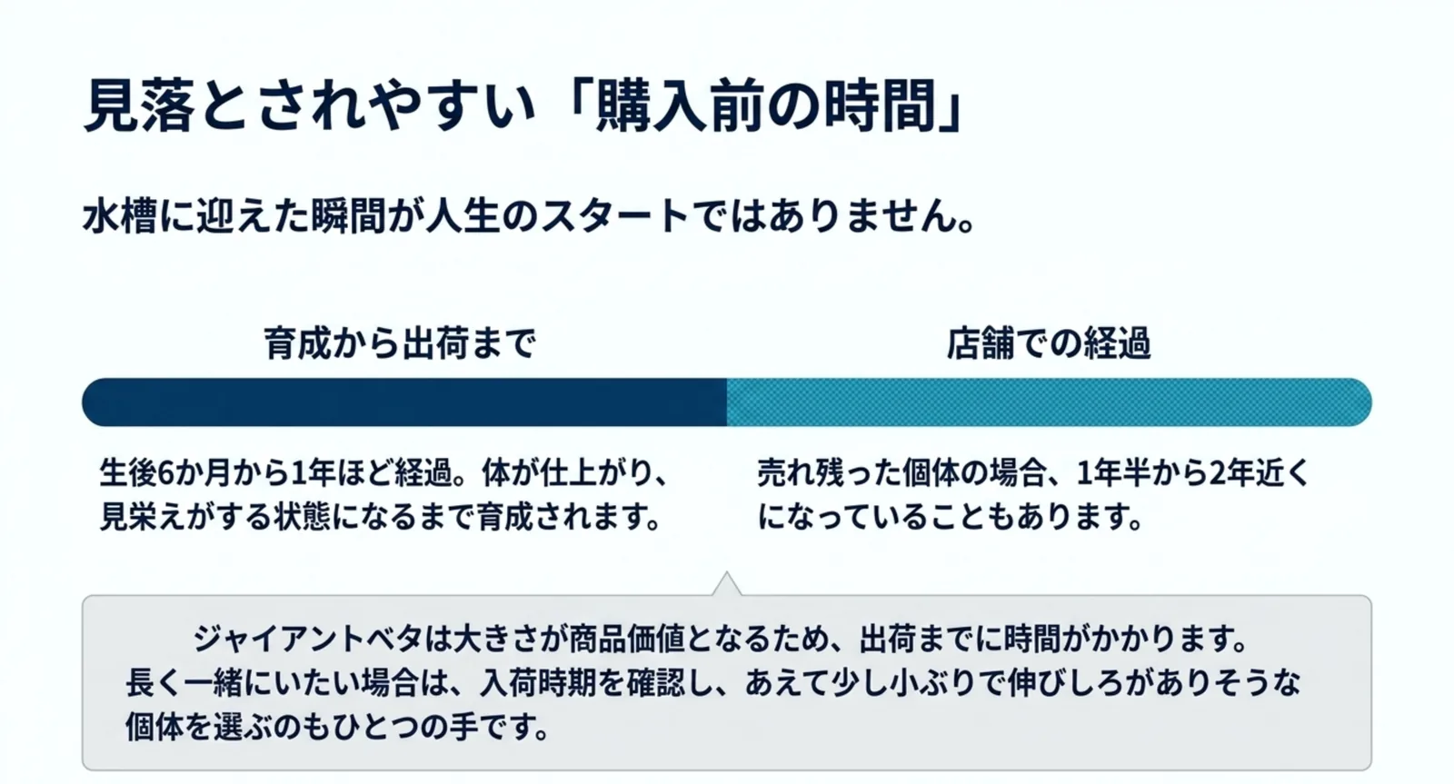 育成から出荷までに生後6か月から1年、店舗での経過で1年半から2年近くになる場合があることを帯グラフで示した図