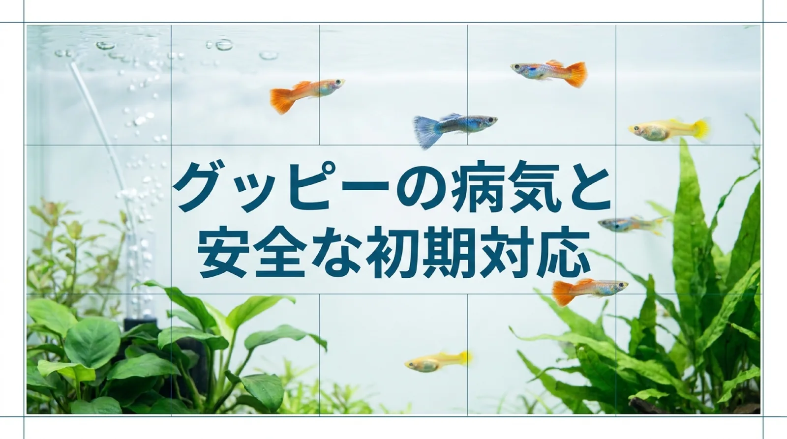 グッピーの病気一覧｜白い点・ヒレ・泳ぎ方で見分ける症状と薬浴・塩浴の初期対応
