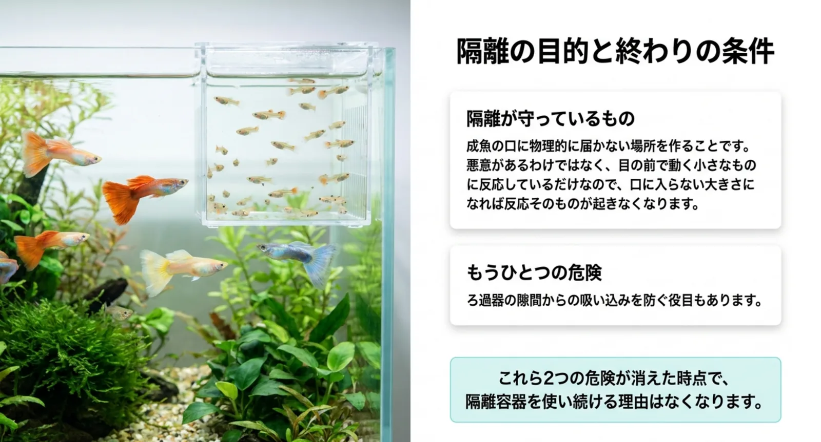 成魚の口に届かない場所を作ることと、ろ過器の吸い込みを防ぐことという隔離の2つの役目の図