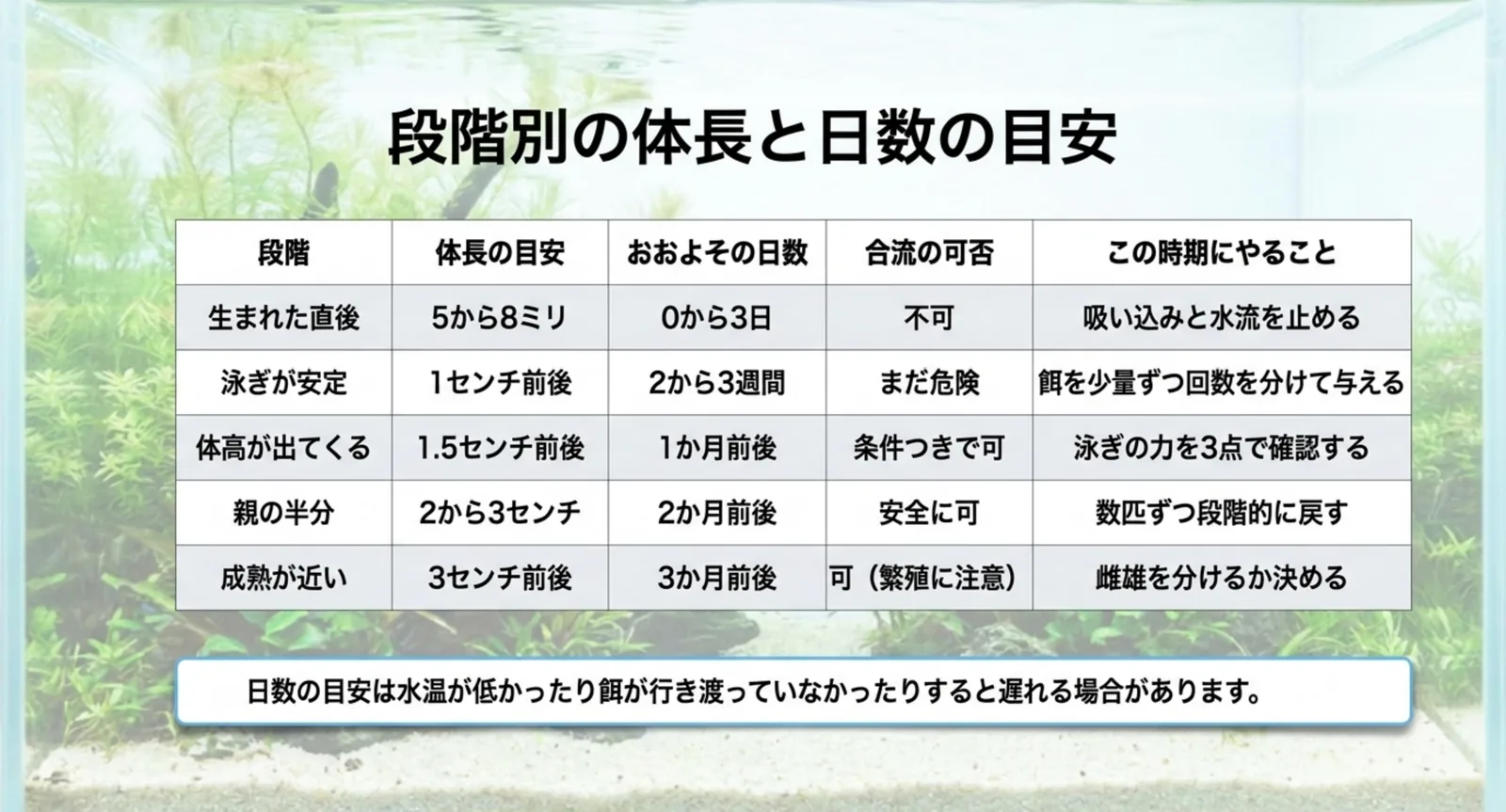 生まれた直後から成熟が近い時期まで、体長・日数・合流の可否をまとめた表