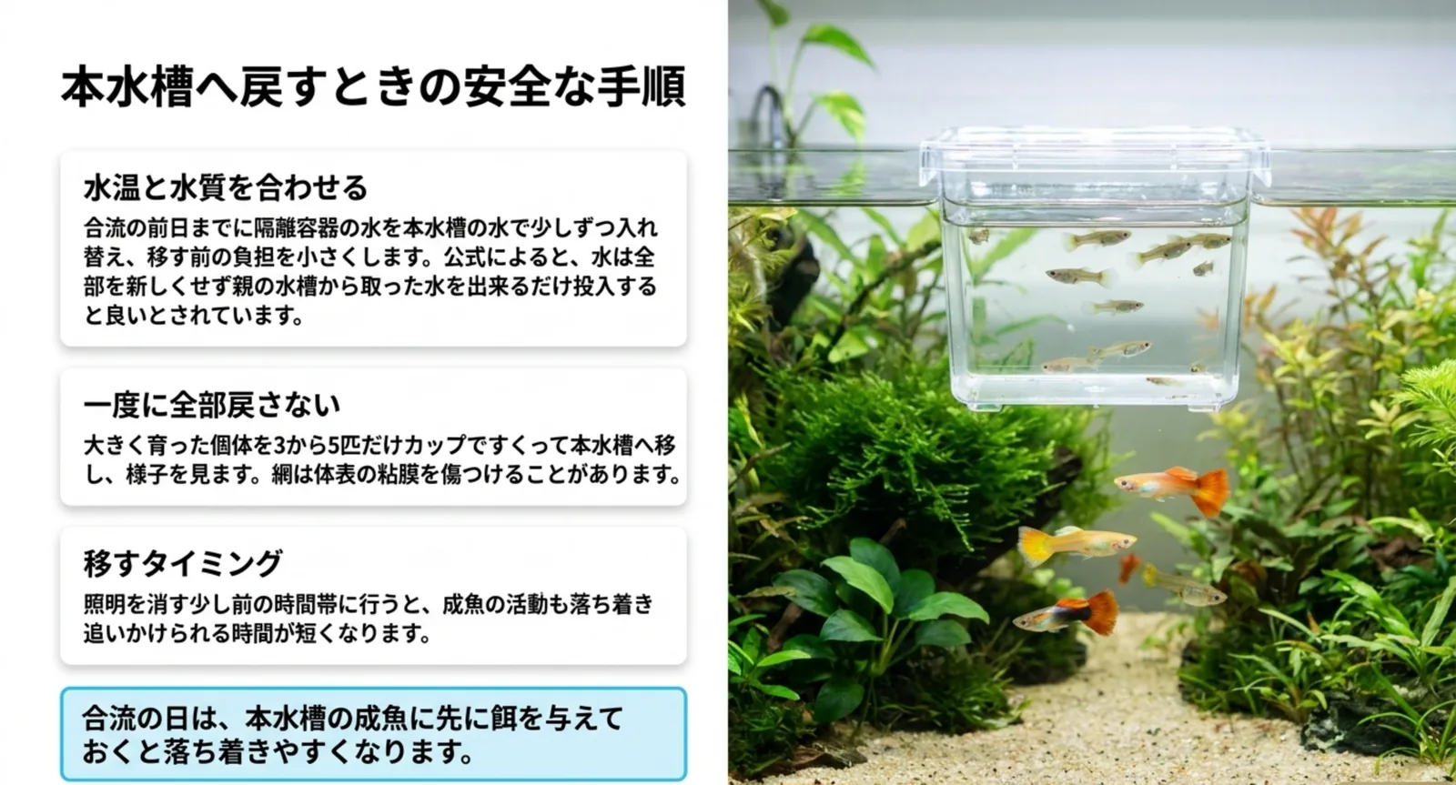 水温と水質を先に合わせ、3〜5匹ずつ段階的に移し、照明を消す前の時間帯に行う手順の図