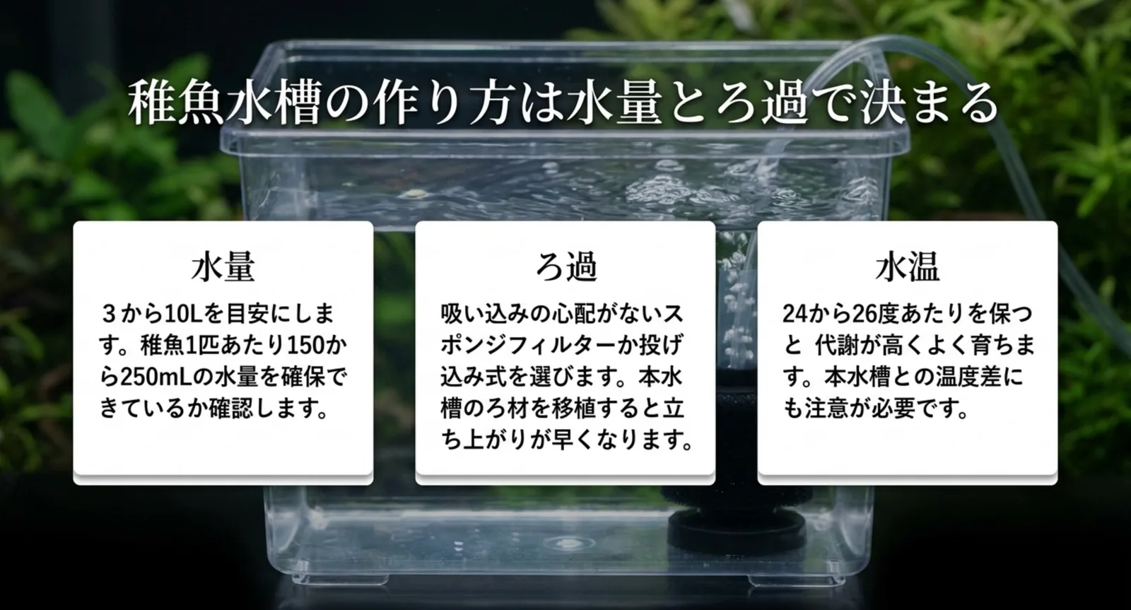 水量3〜10L・スポンジまたは投げ込み式のろ過・水温24〜26度という稚魚水槽の条件の図